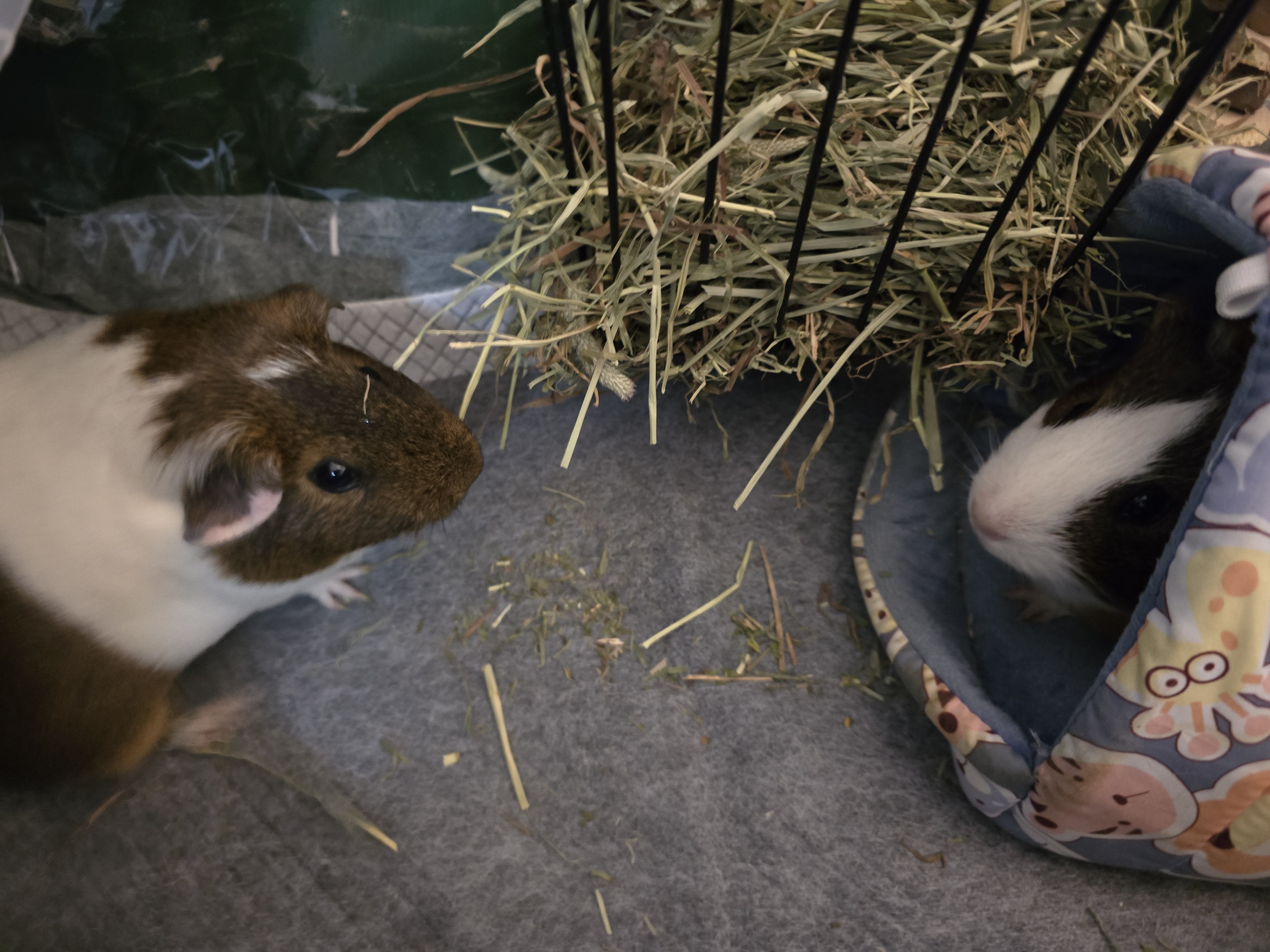 2 female guinea pigs both almost 1 year old image 4