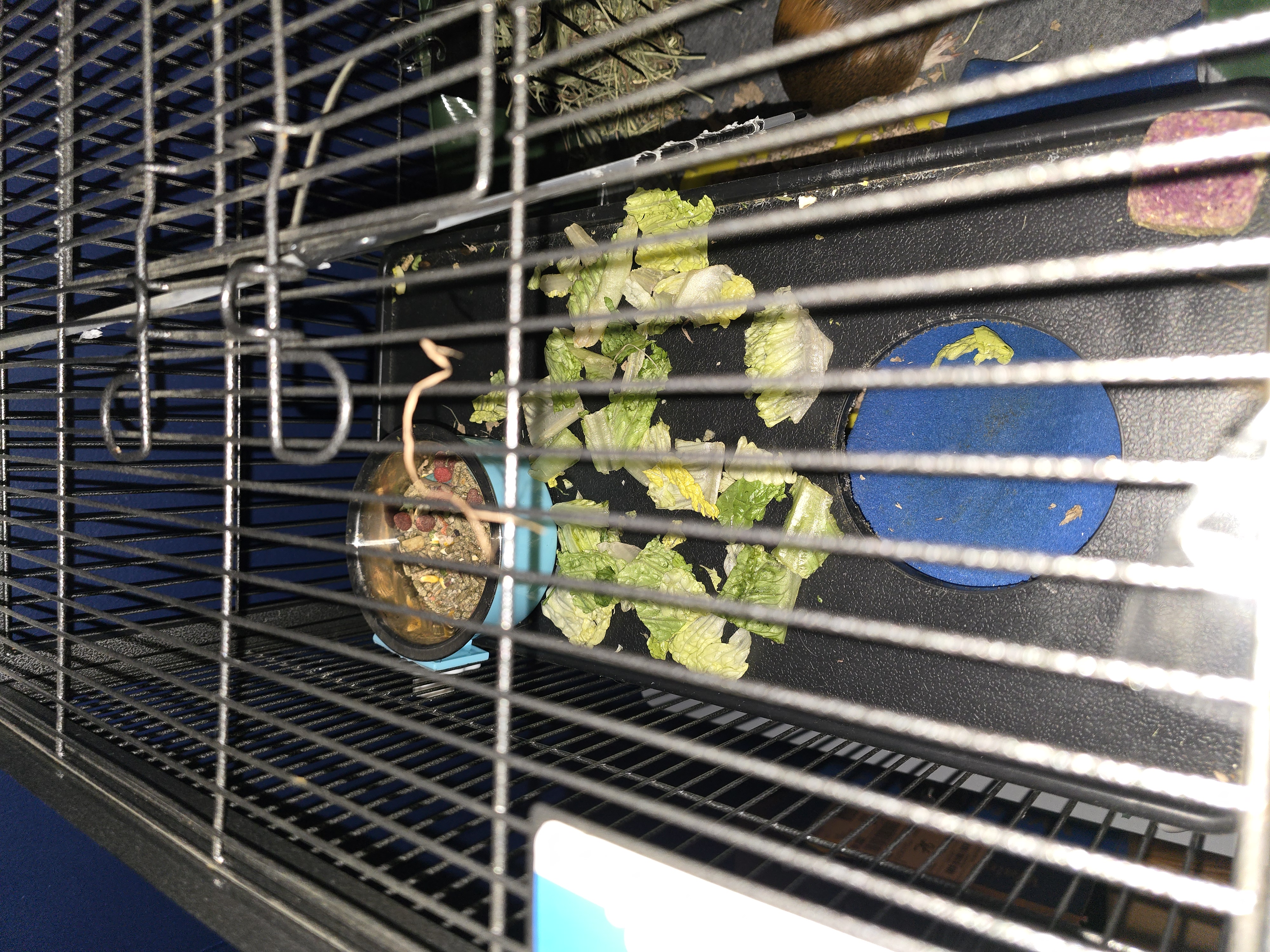 2 female guinea pigs both almost 1 year old image 2