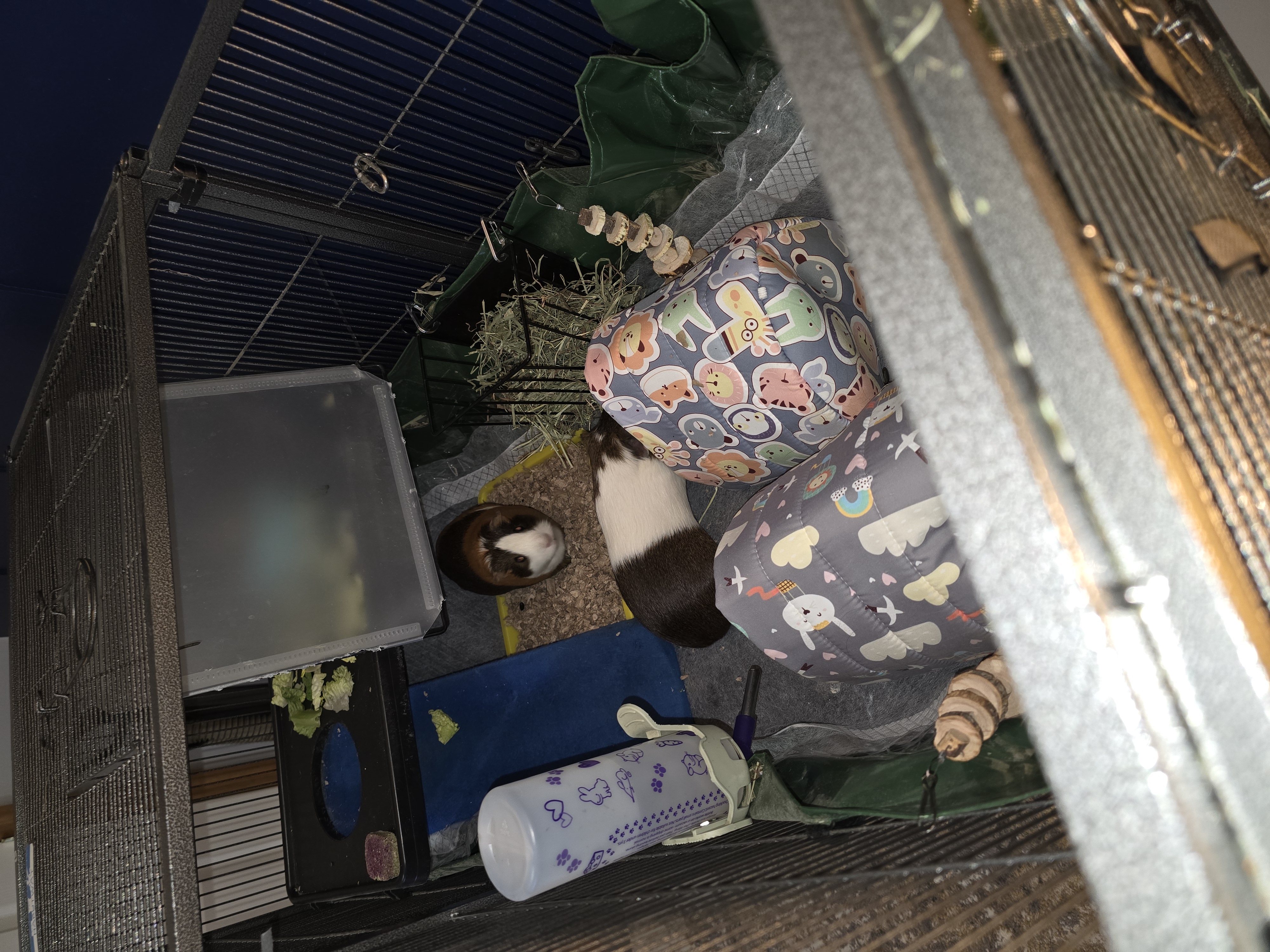 2 female guinea pigs both almost 1 year old image 6
