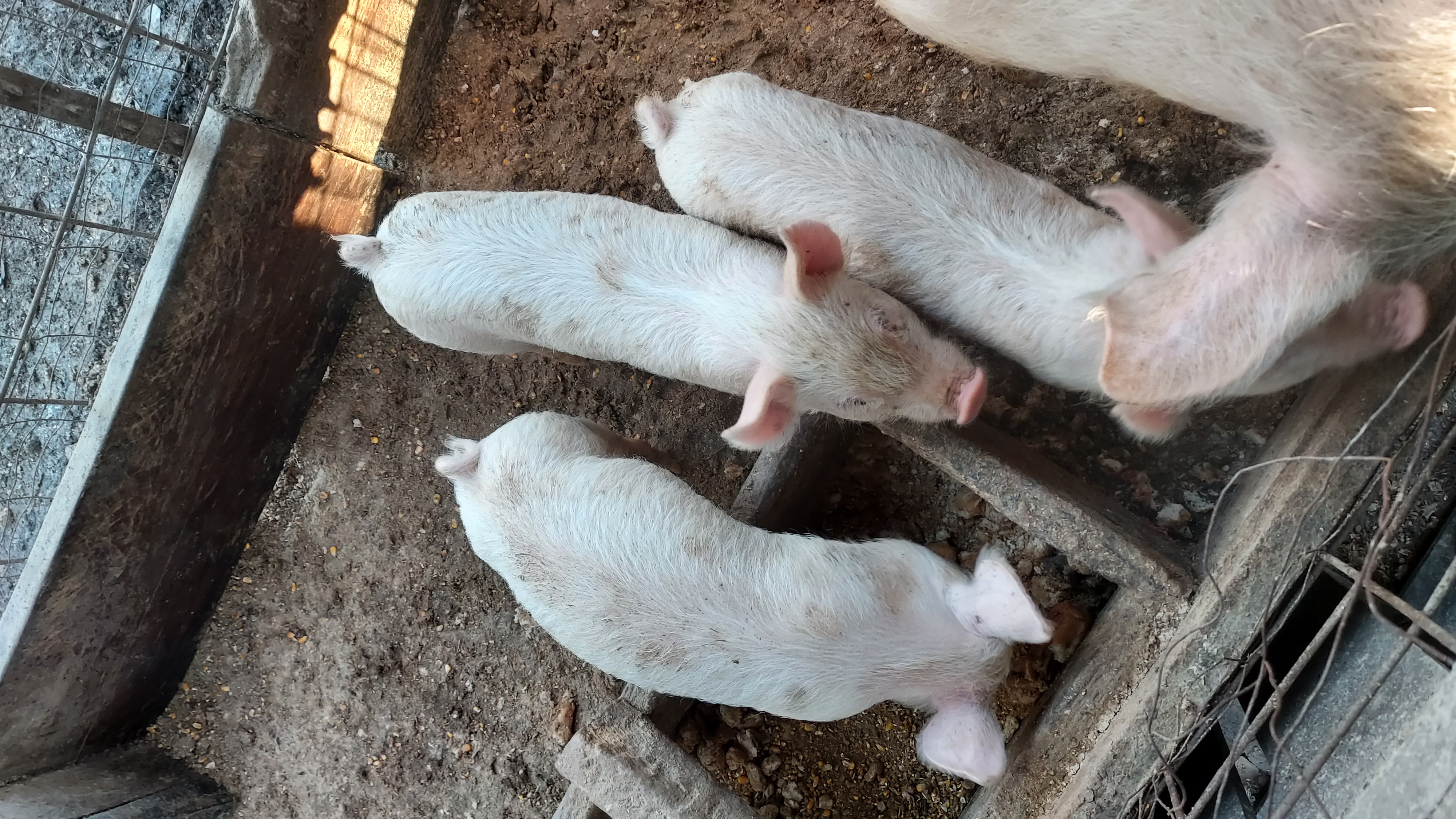 Pig image 1