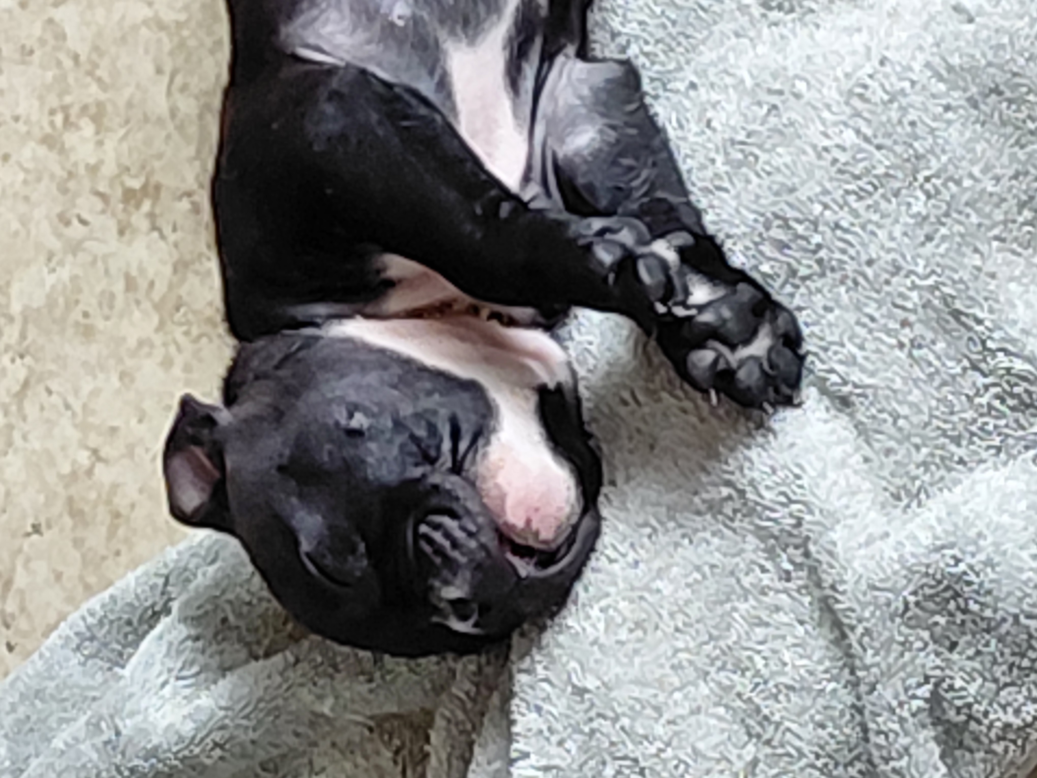Purebred eight week old bulldog puppies for sale image 3
