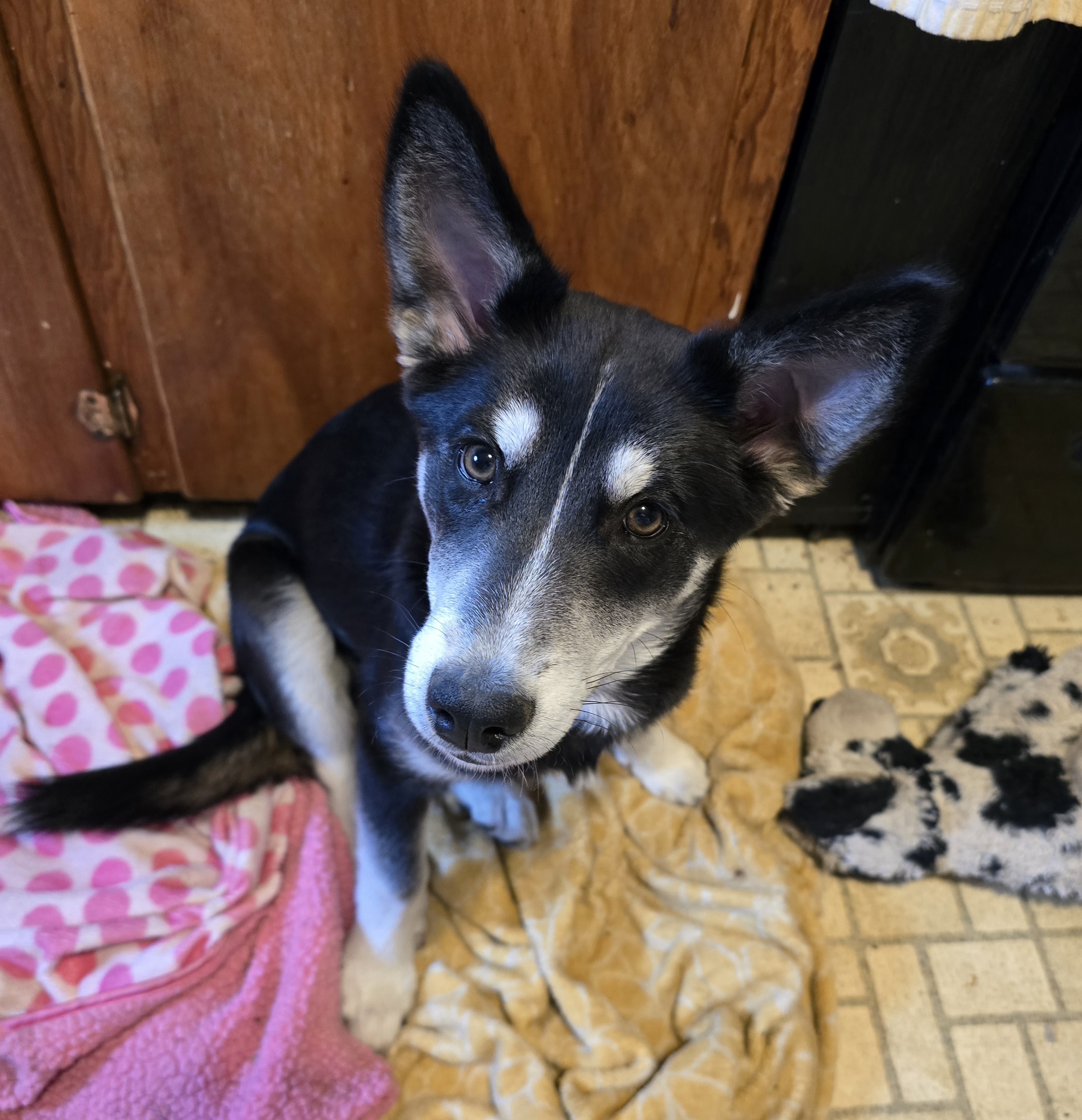 Huskydoodles image 1