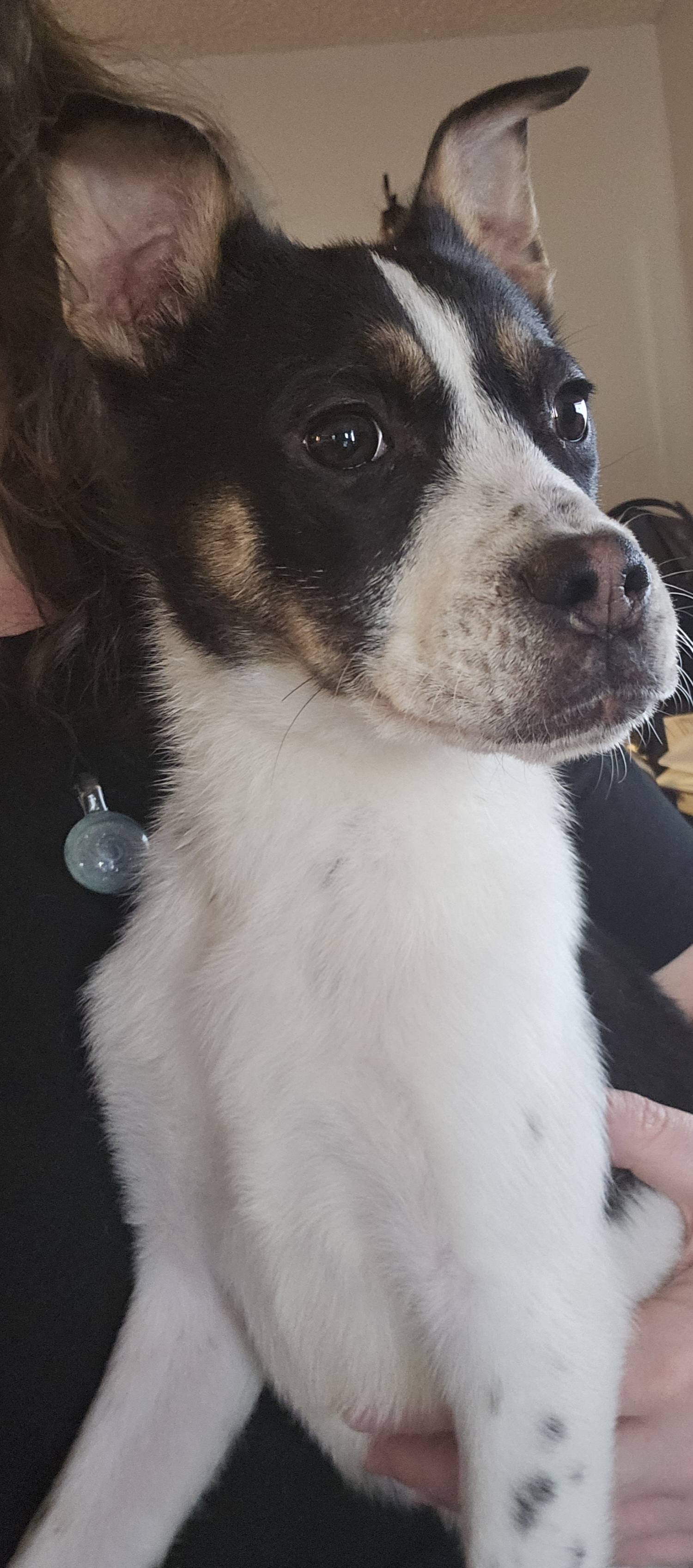 Sweet Puppy Looking for Forever Home | PetClassifieds.com - petclassifieds