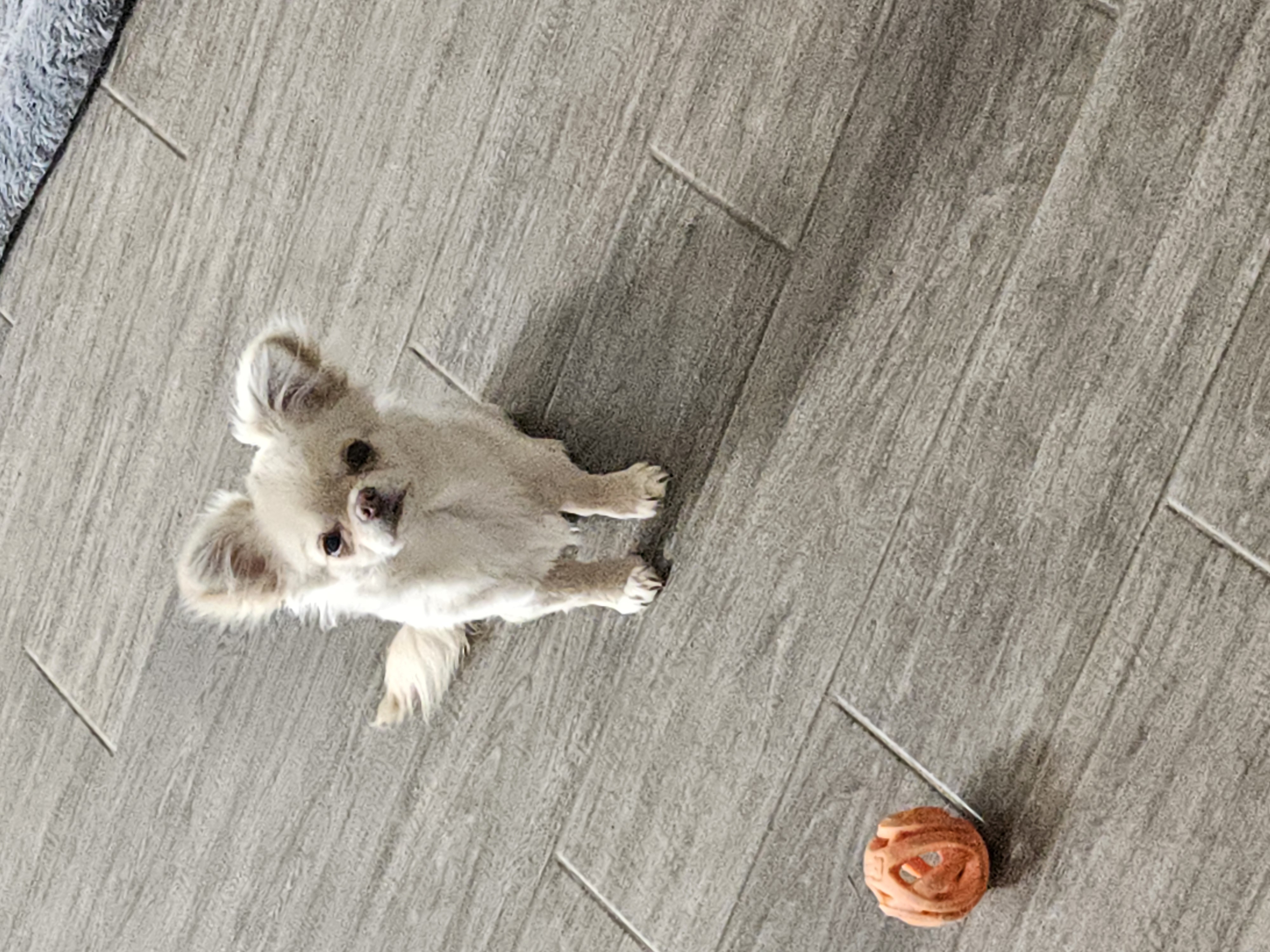 Gorgeous Cream Applehead Chihuahua Puppy image 5