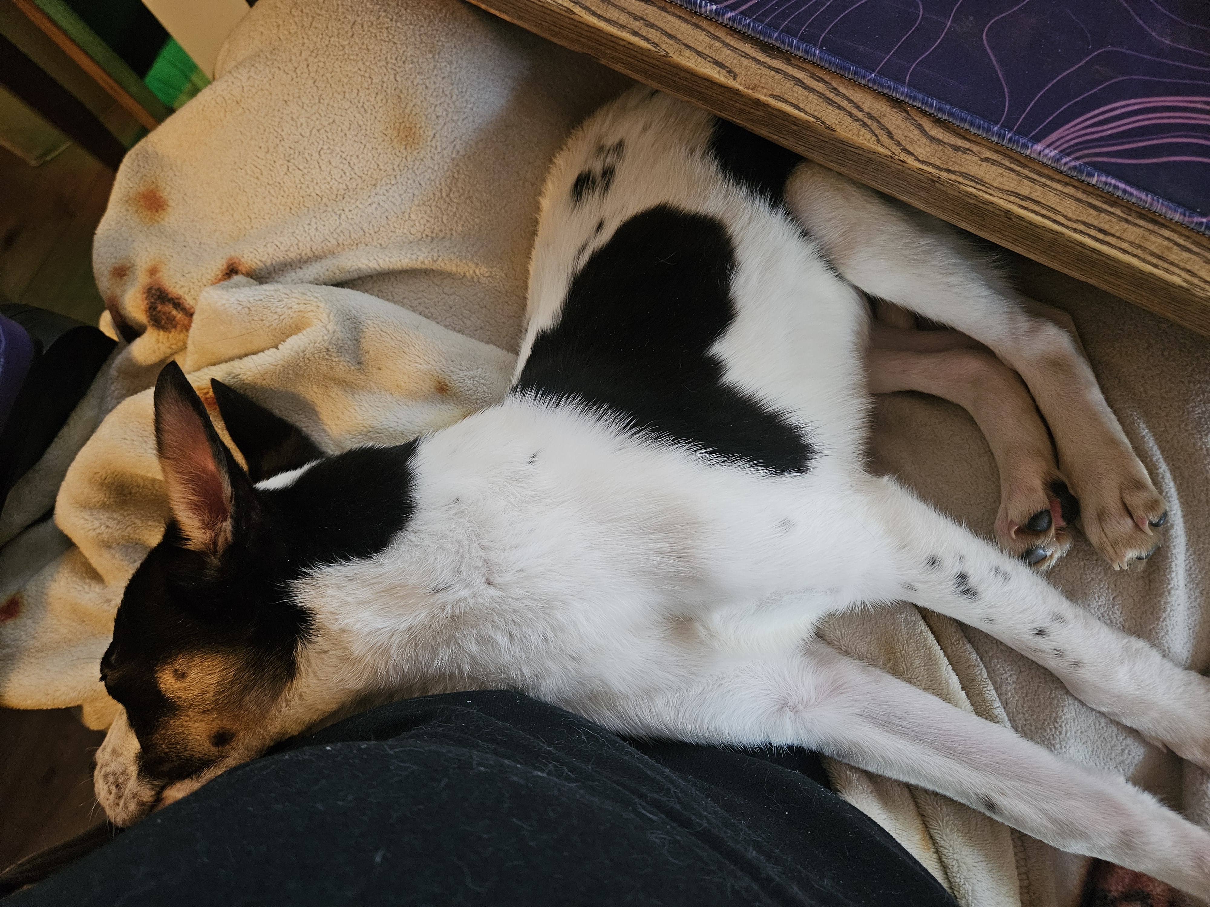 Sweet Puppy Looking for Forever Home | PetClassifieds.com - petclassifieds