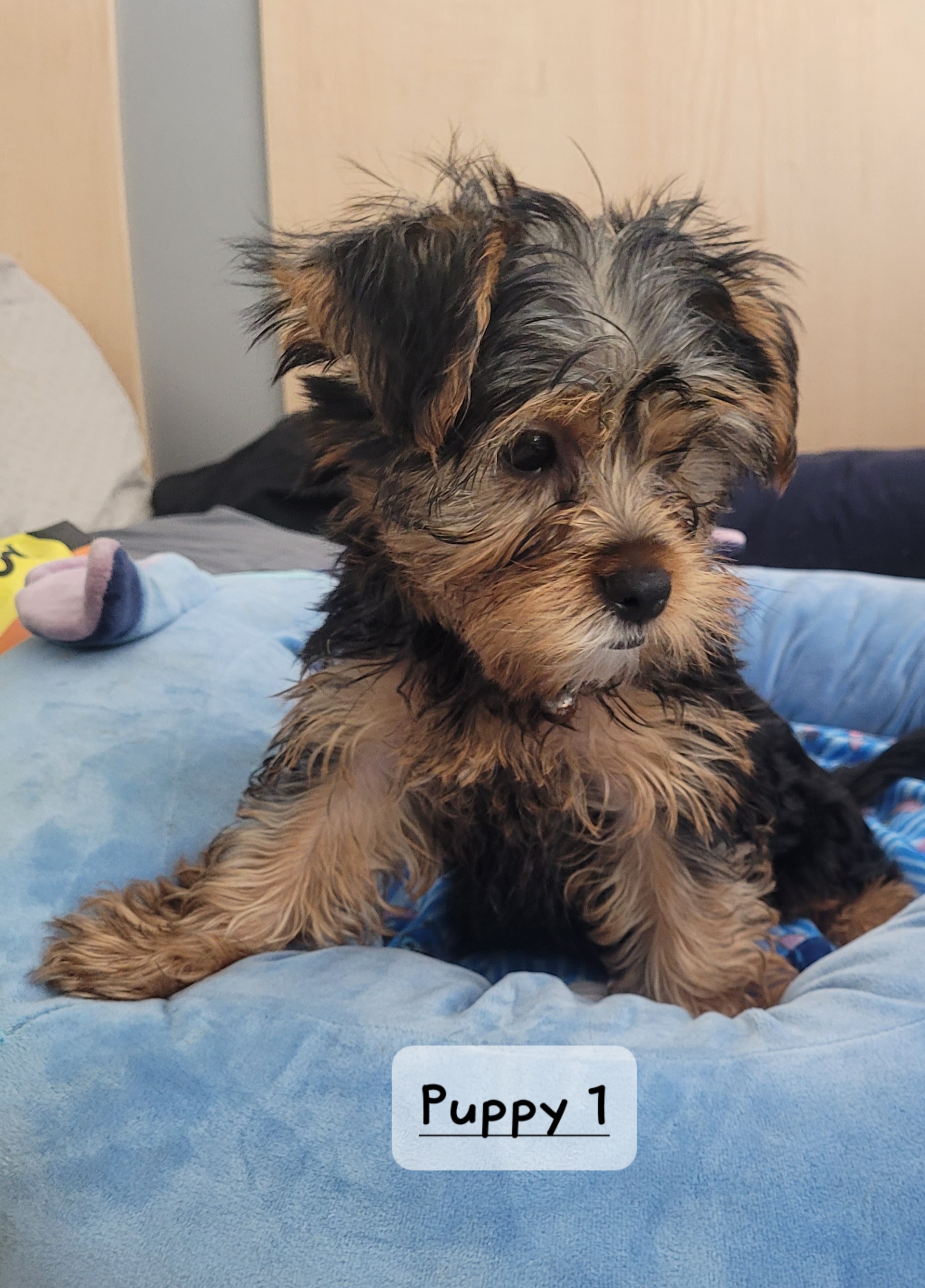 Yorkie Puppies image 1