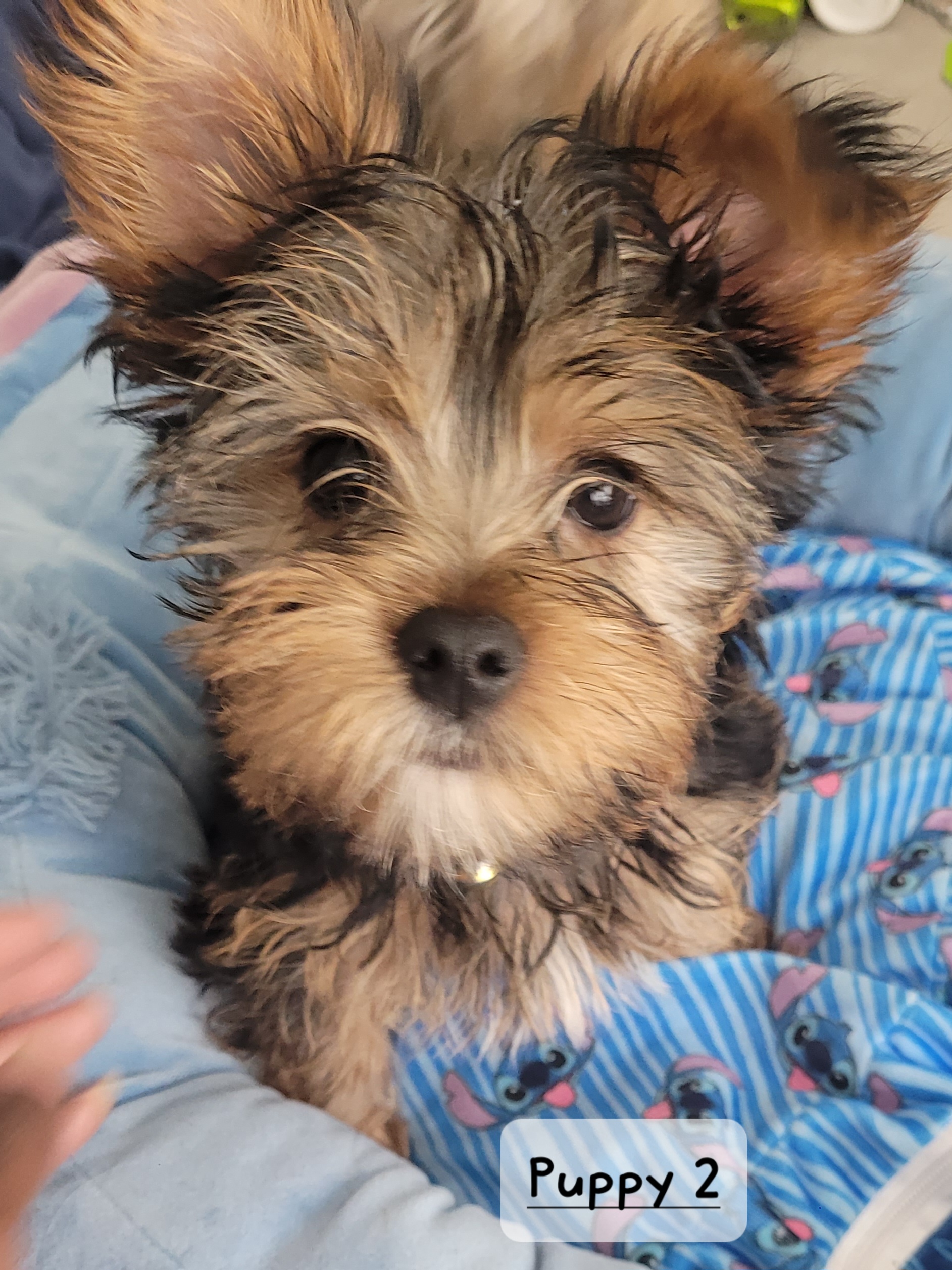 Yorkie Puppies image 4
