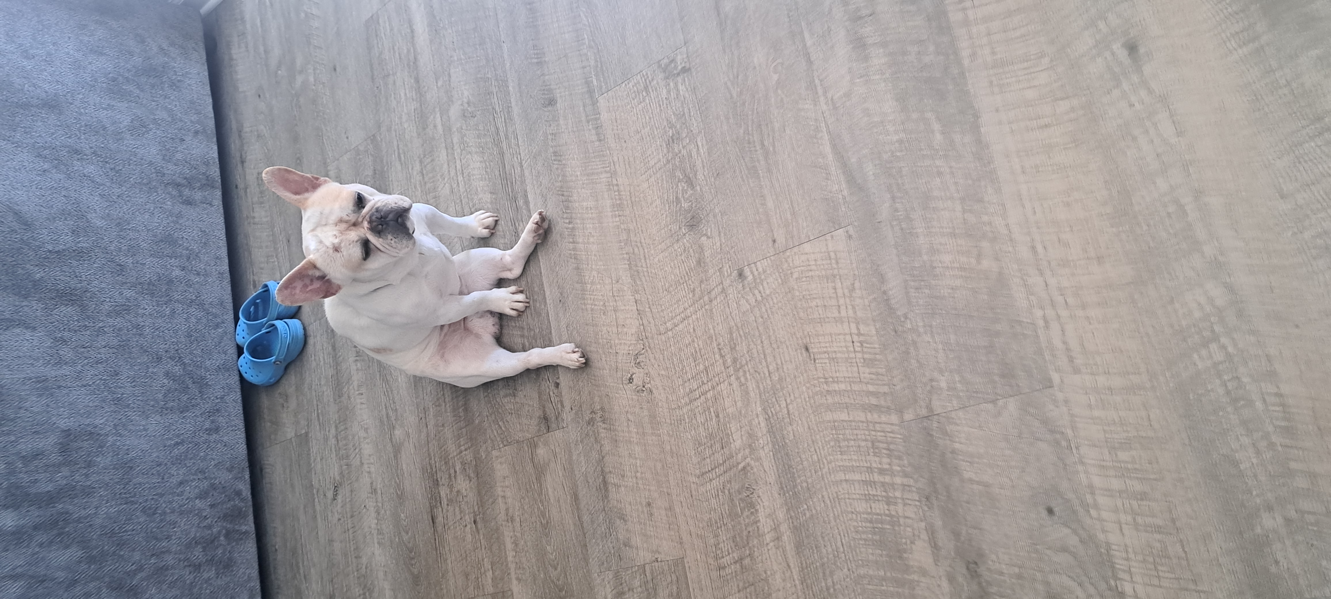 French bulldog image 3