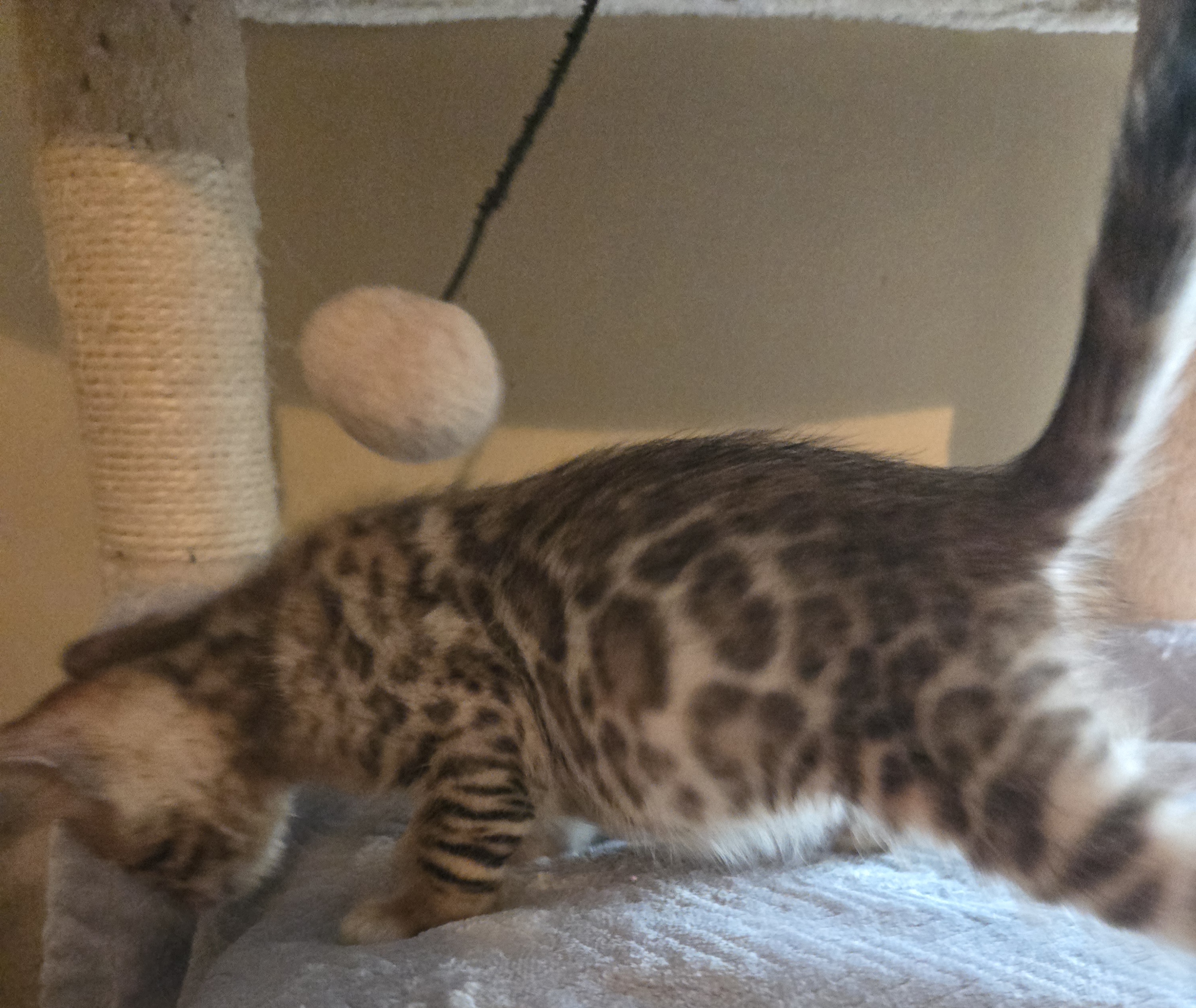 Snow and Brown Bengal Kittens image 8