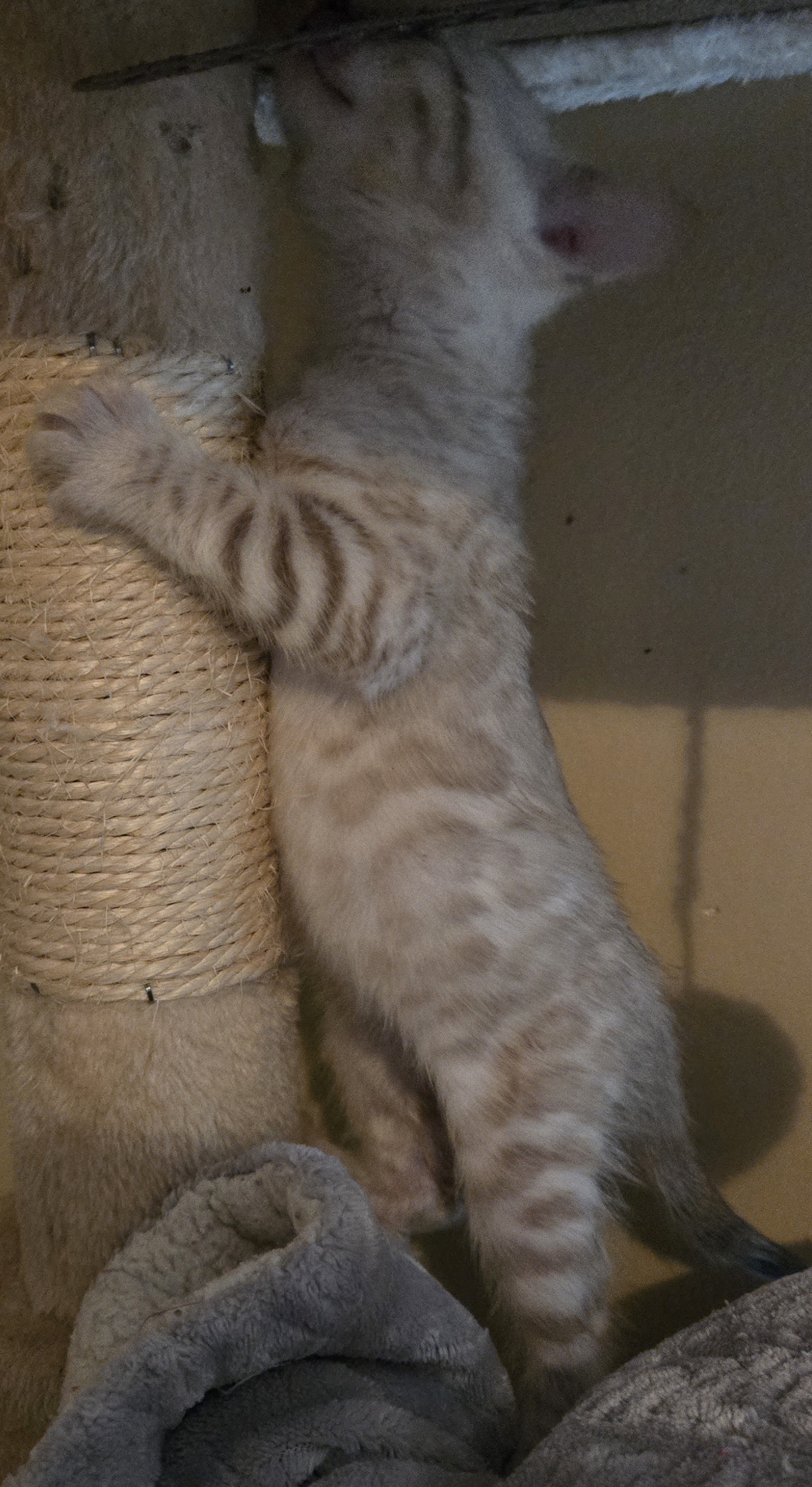 Snow and Brown Bengal Kittens image 7