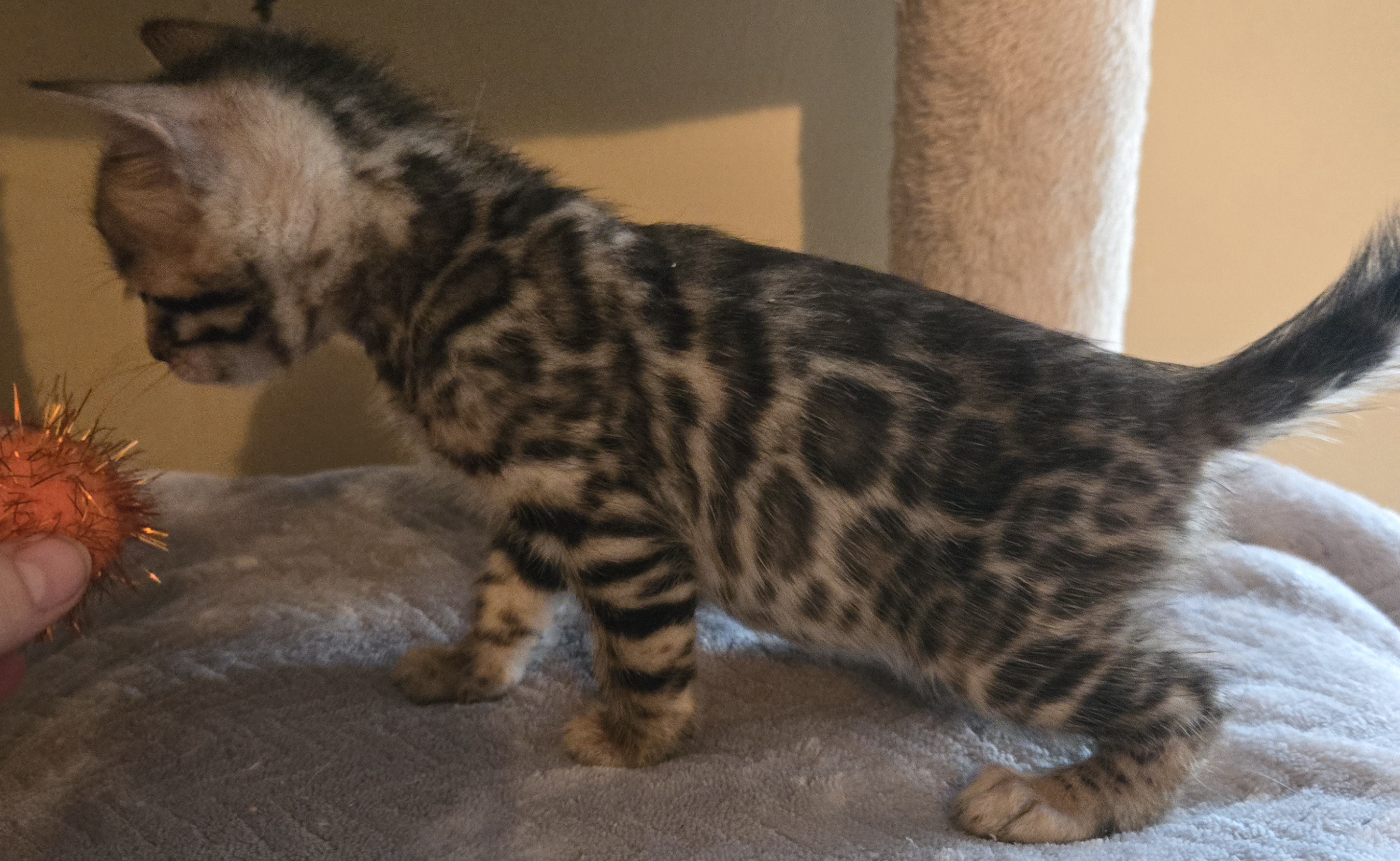 Snow and Brown Bengal Kittens image 6