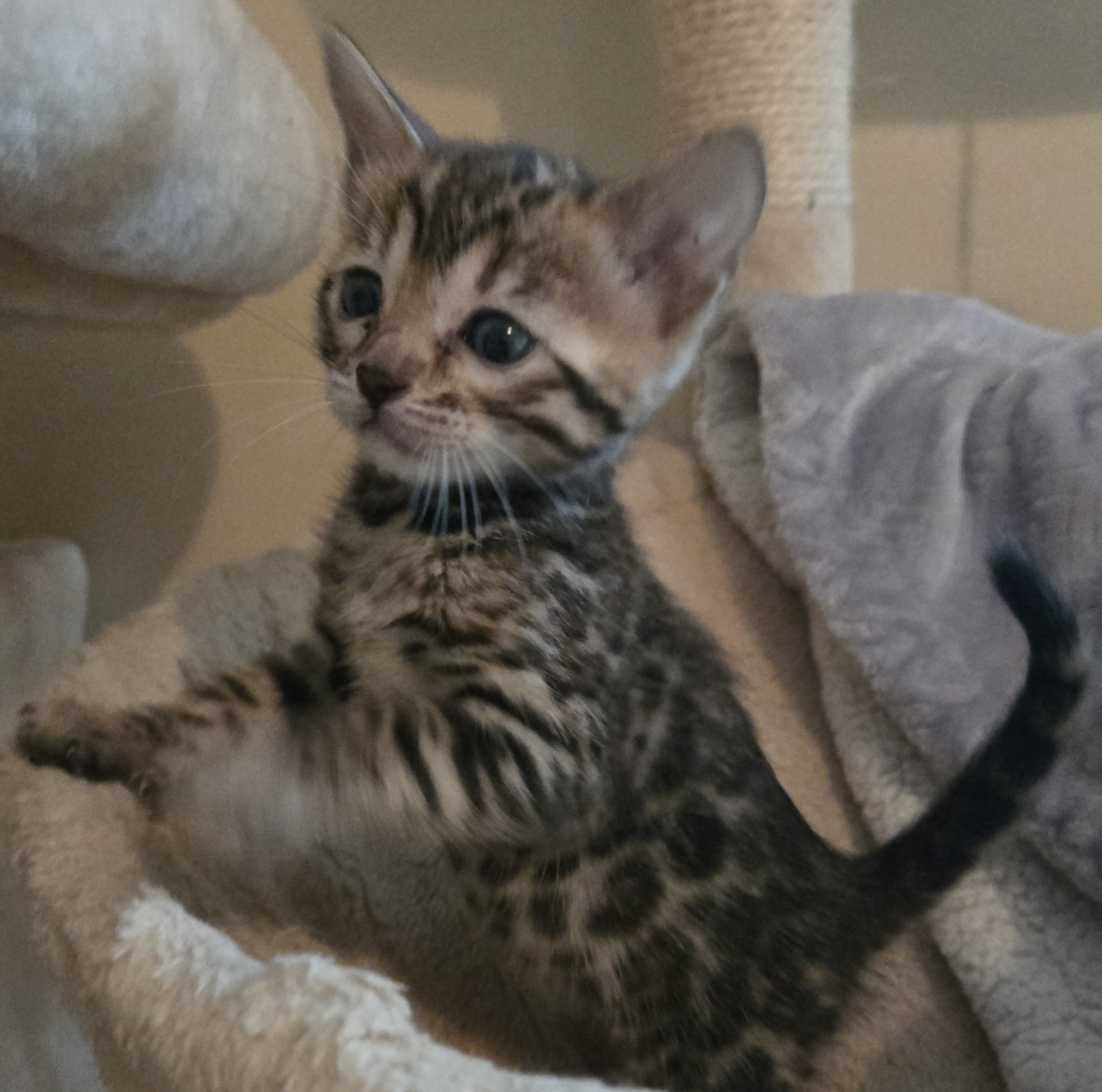 Snow and Brown Bengal Kittens image 5