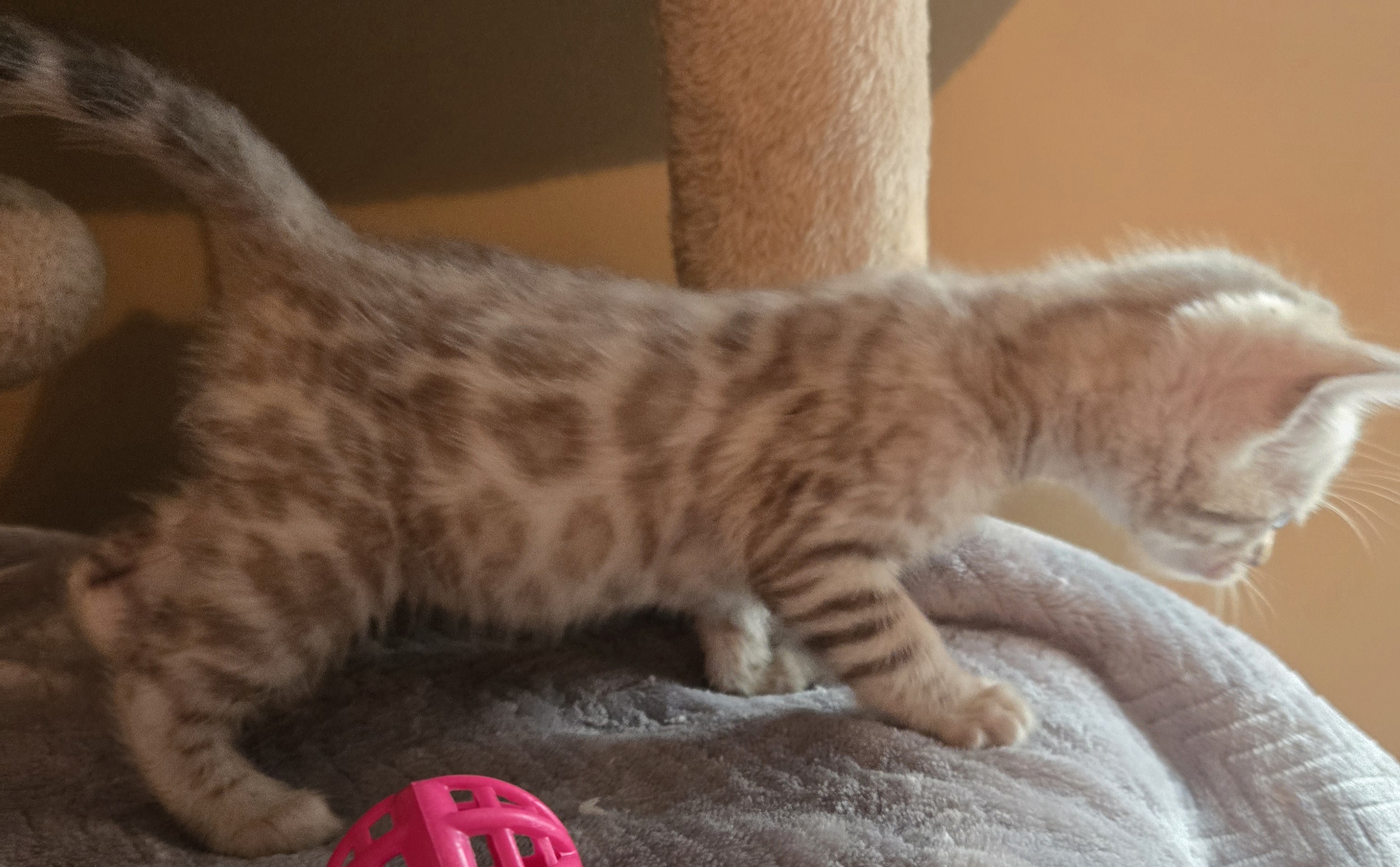 Snow and Brown Bengal Kittens image 4