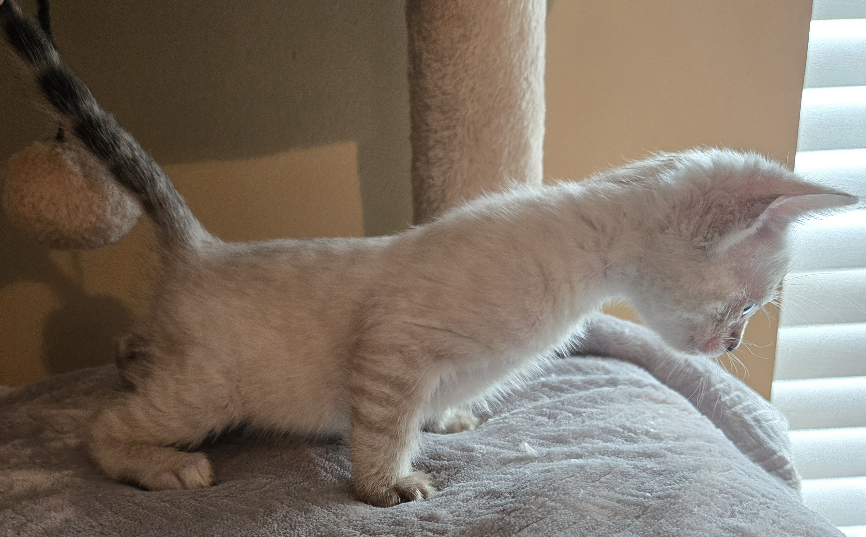 Snow and Brown Bengal Kittens image 9