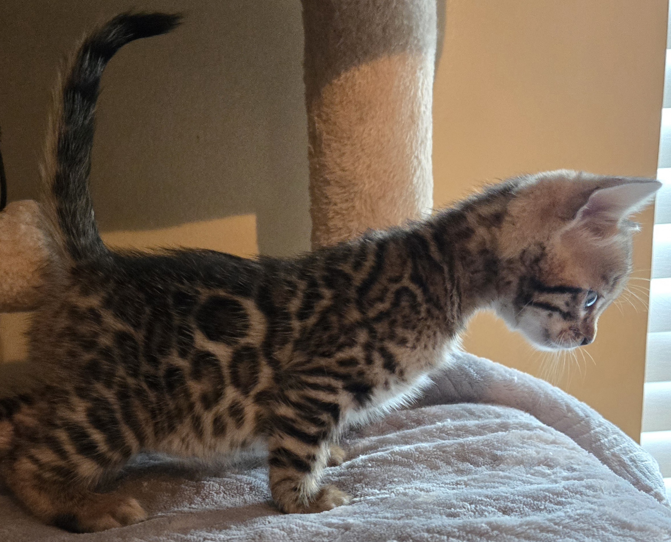 Snow and Brown Bengal Kittens image 3