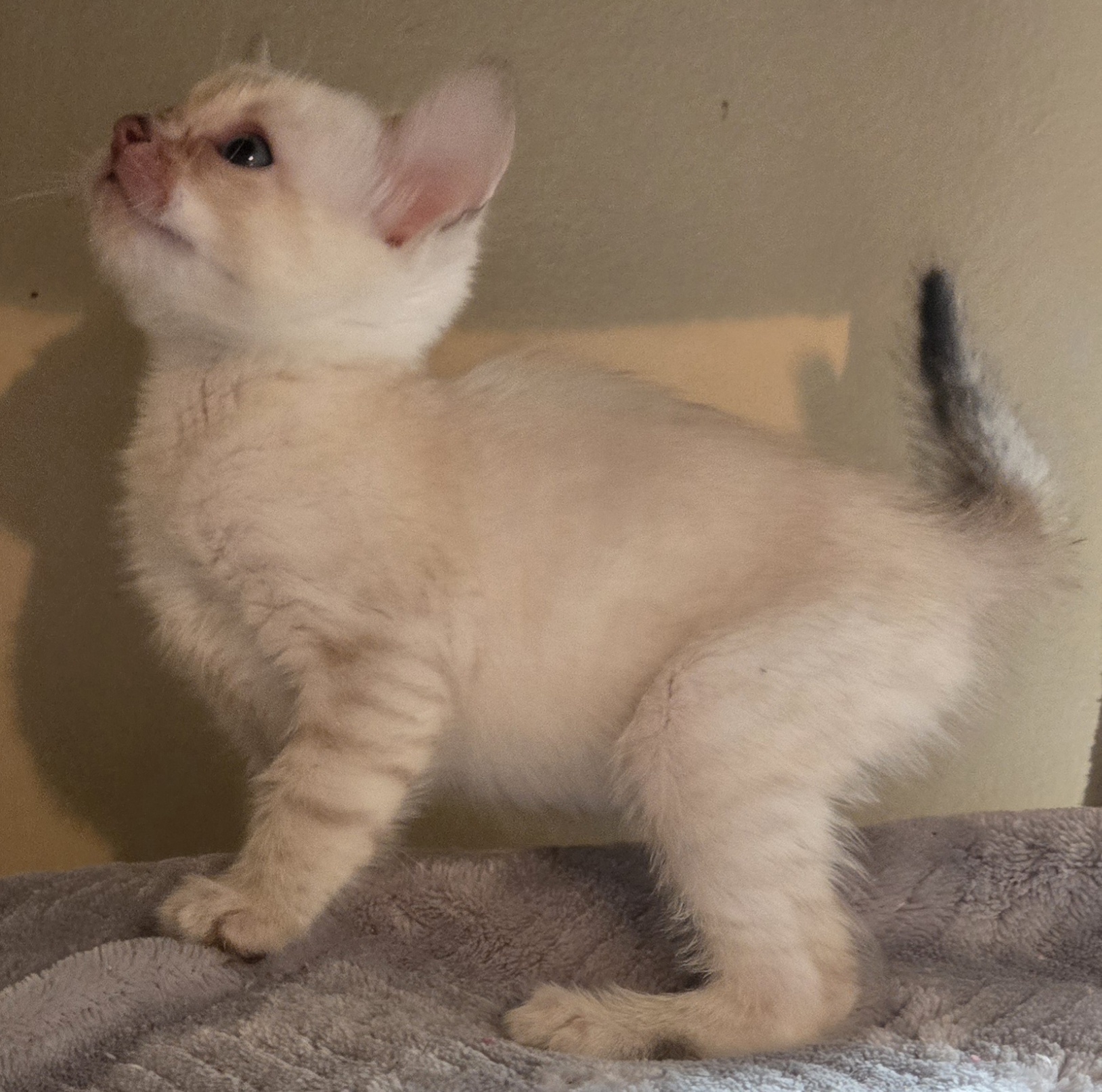 Snow and Brown Bengal Kittens image 2