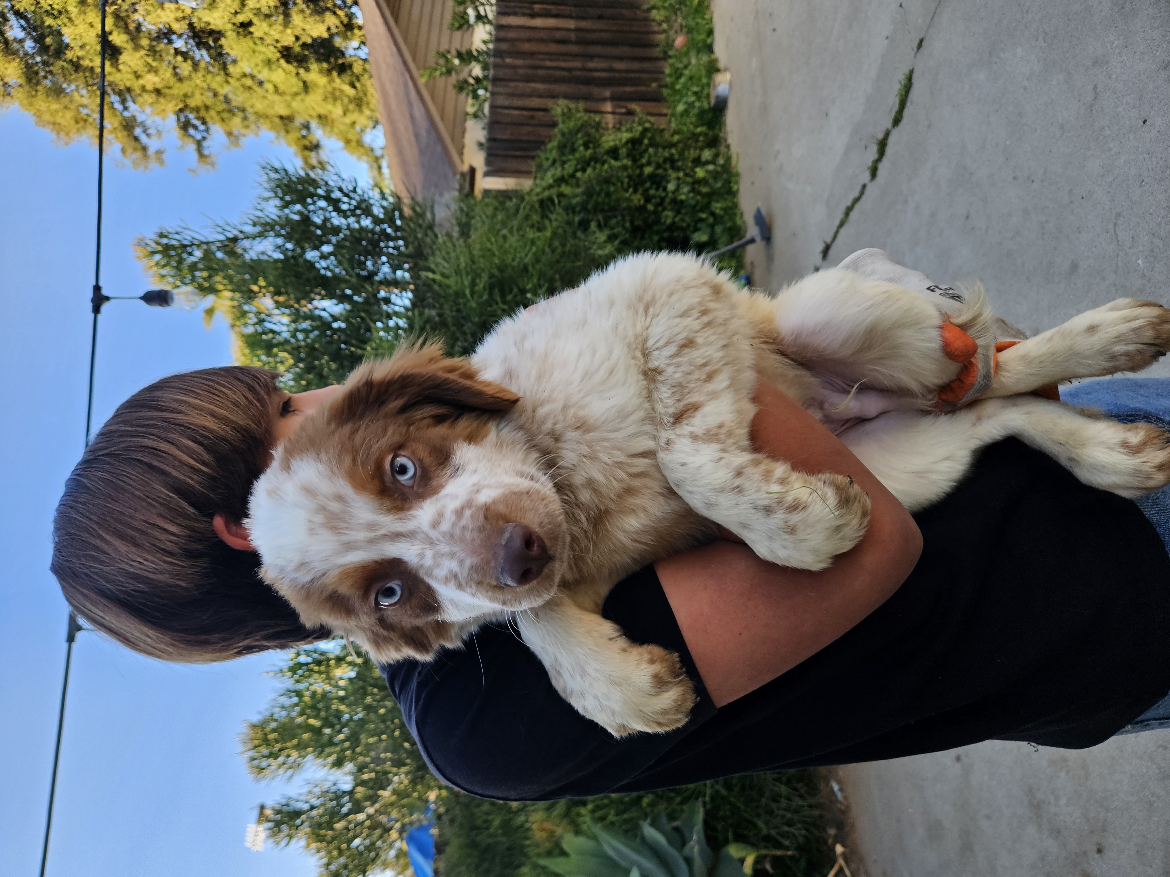 Australian shepherd/ Australian harder Mix image 3
