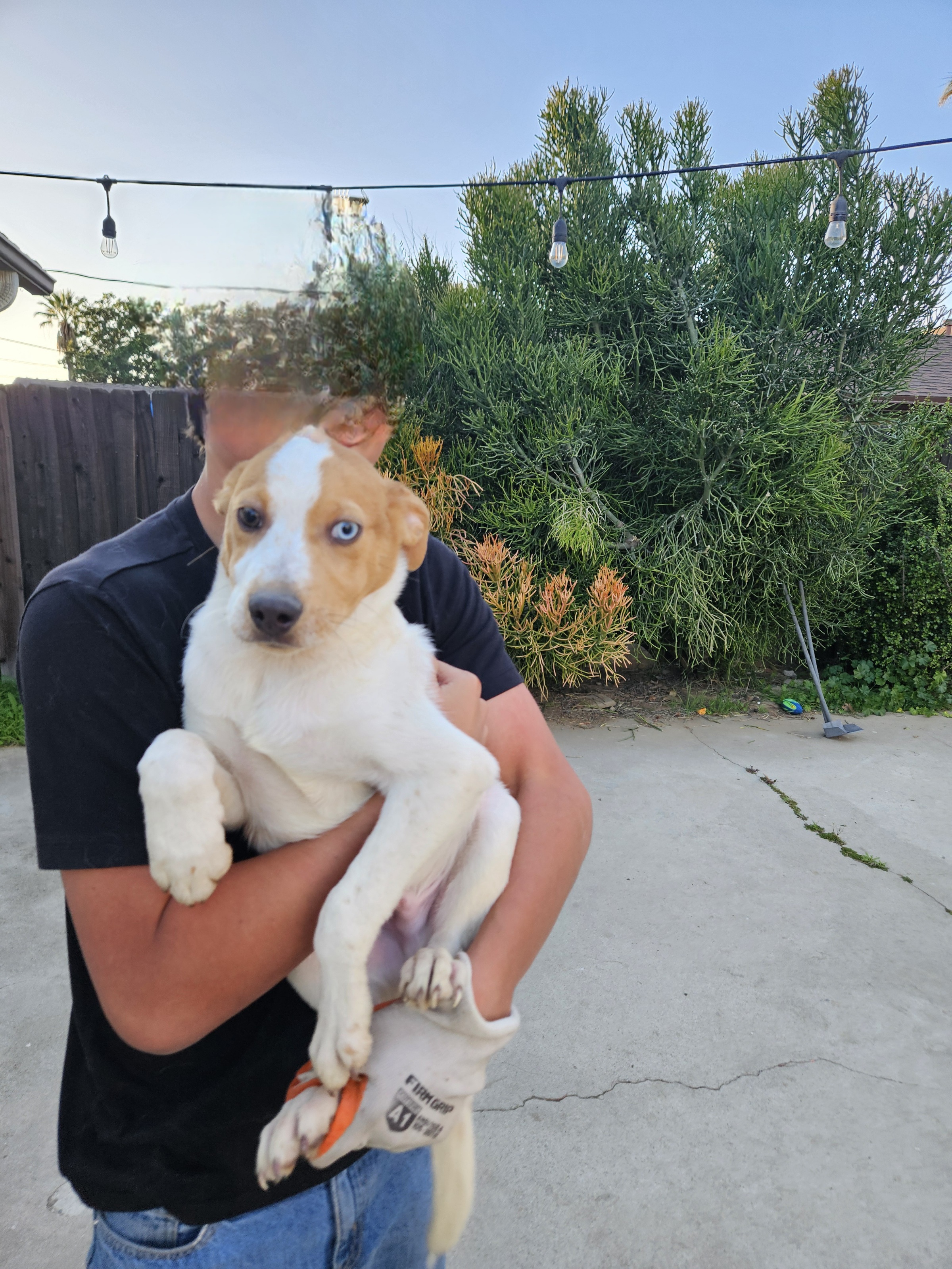 Australian shepherd/ Australian harder Mix image 2