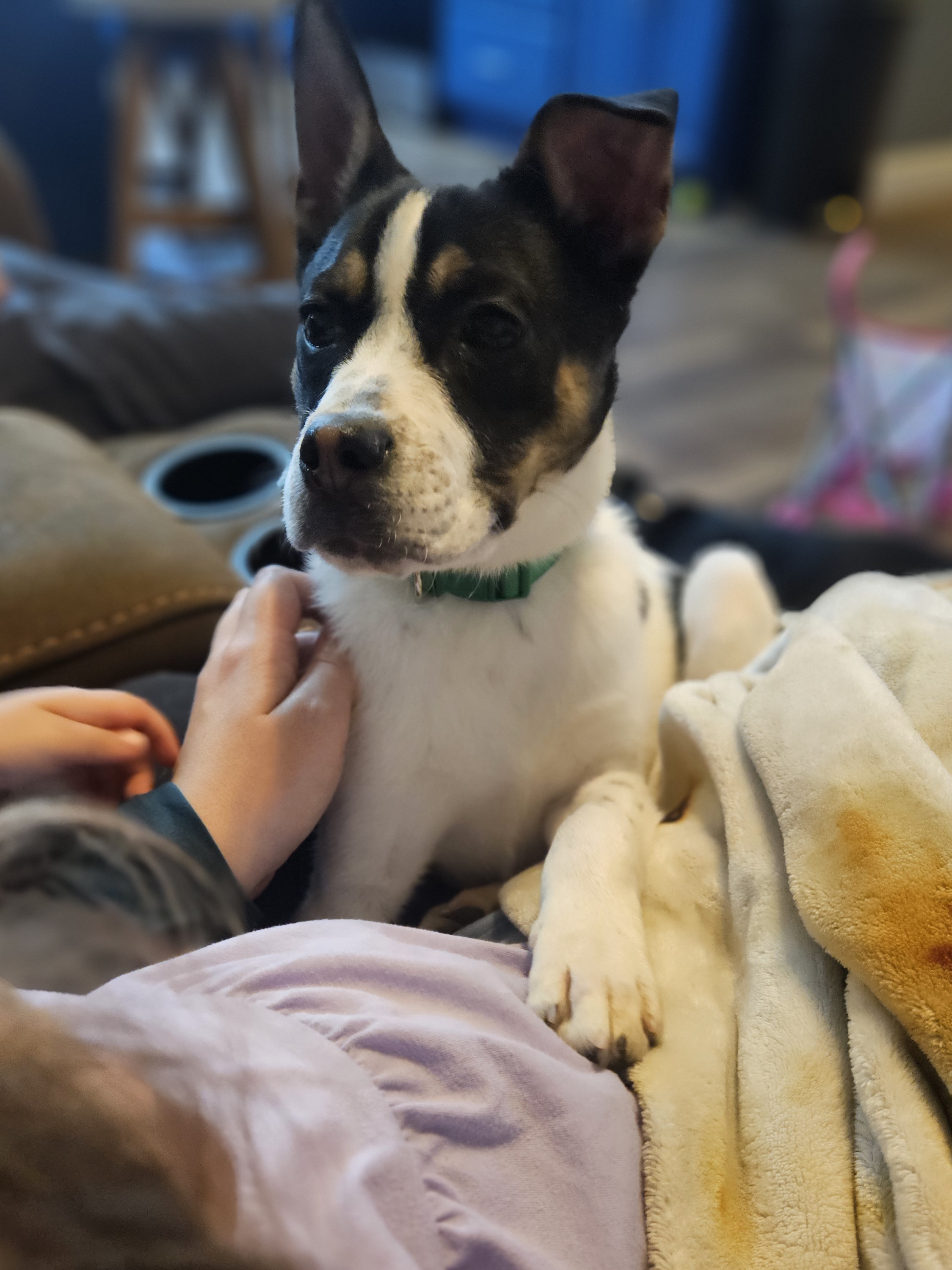 Sweet Puppy Looking for Forever Home image 1
