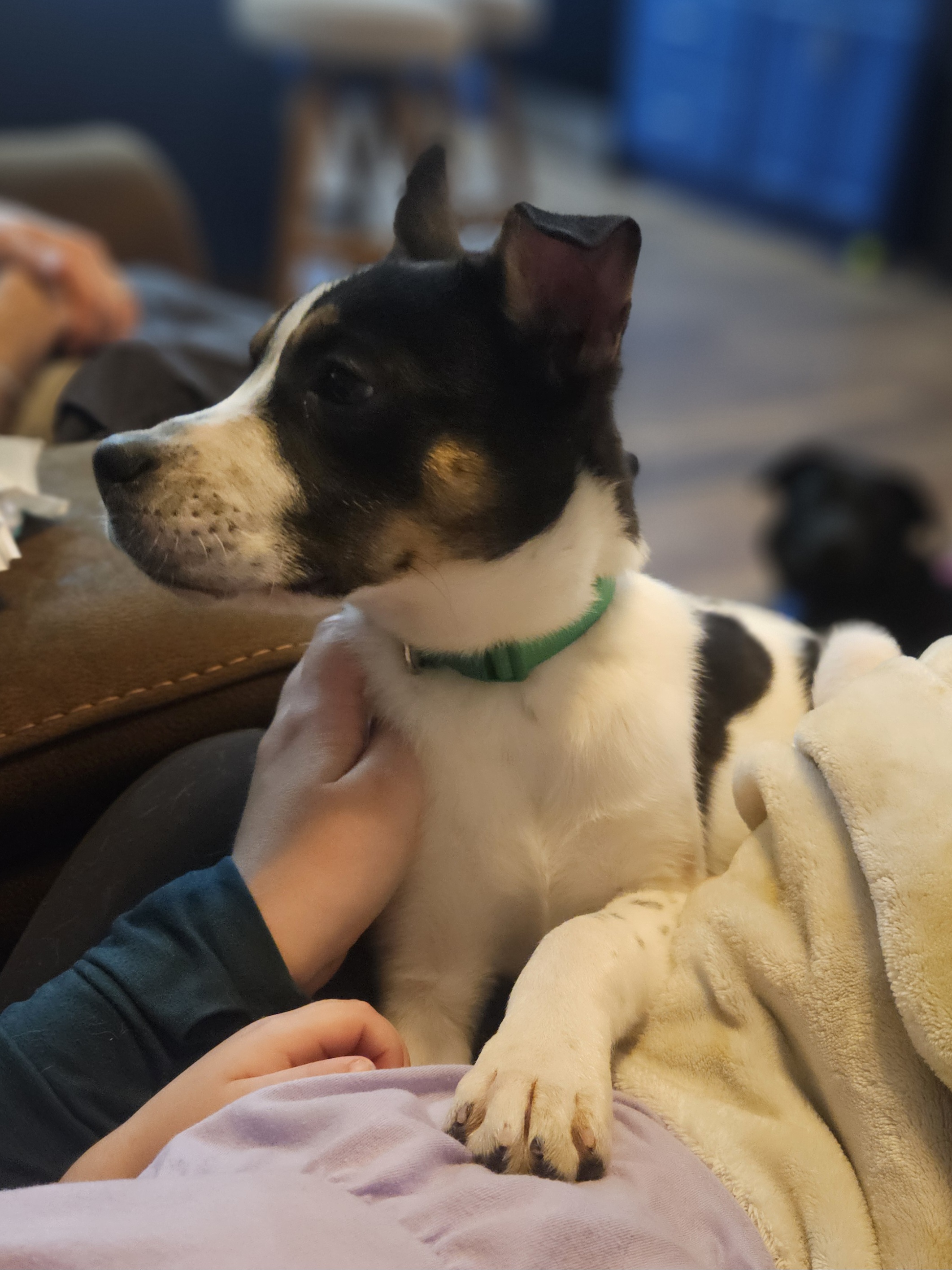 Sweet Puppy Looking for Forever Home | PetClassifieds.com - petclassifieds