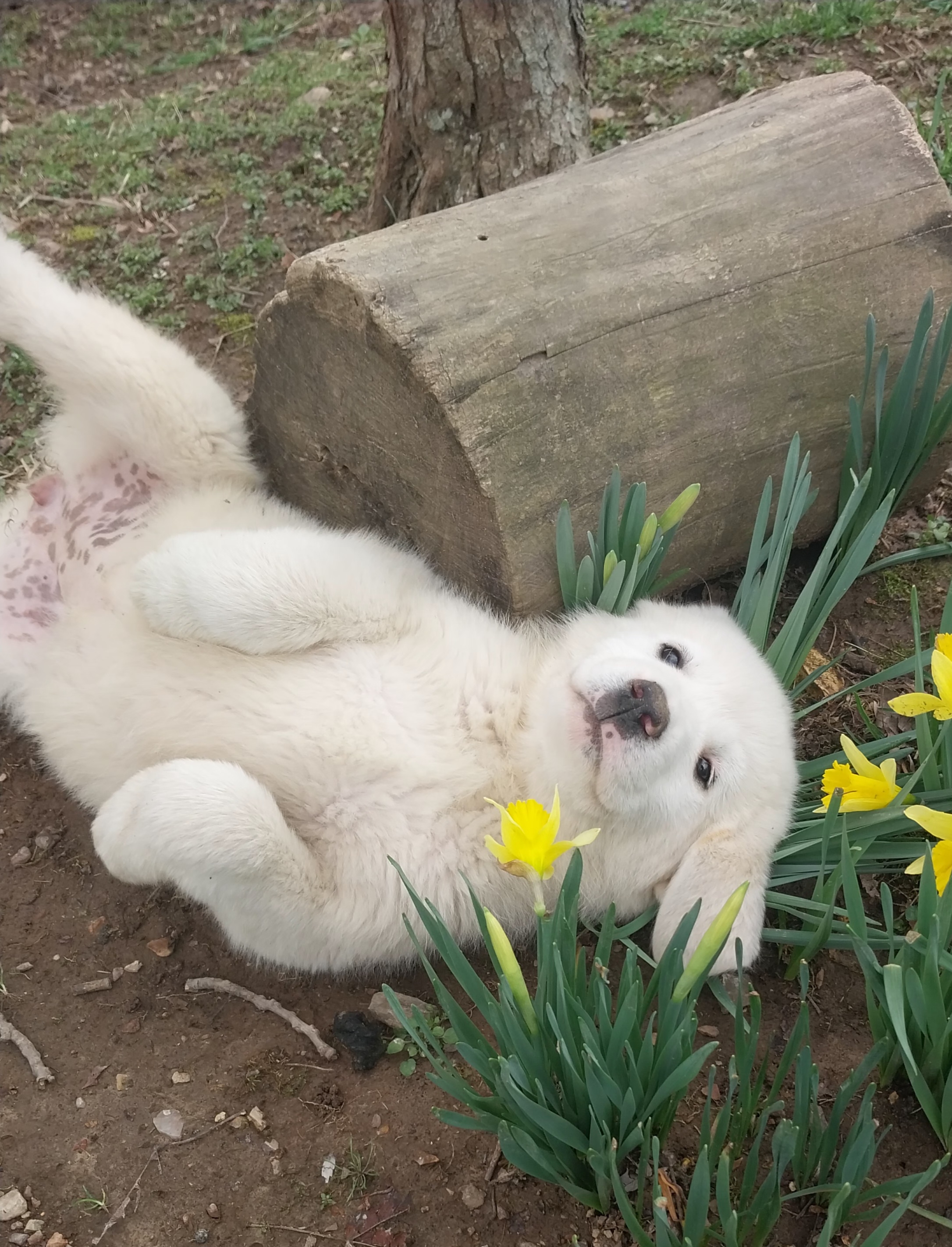 Pyrenees Puppies image 1