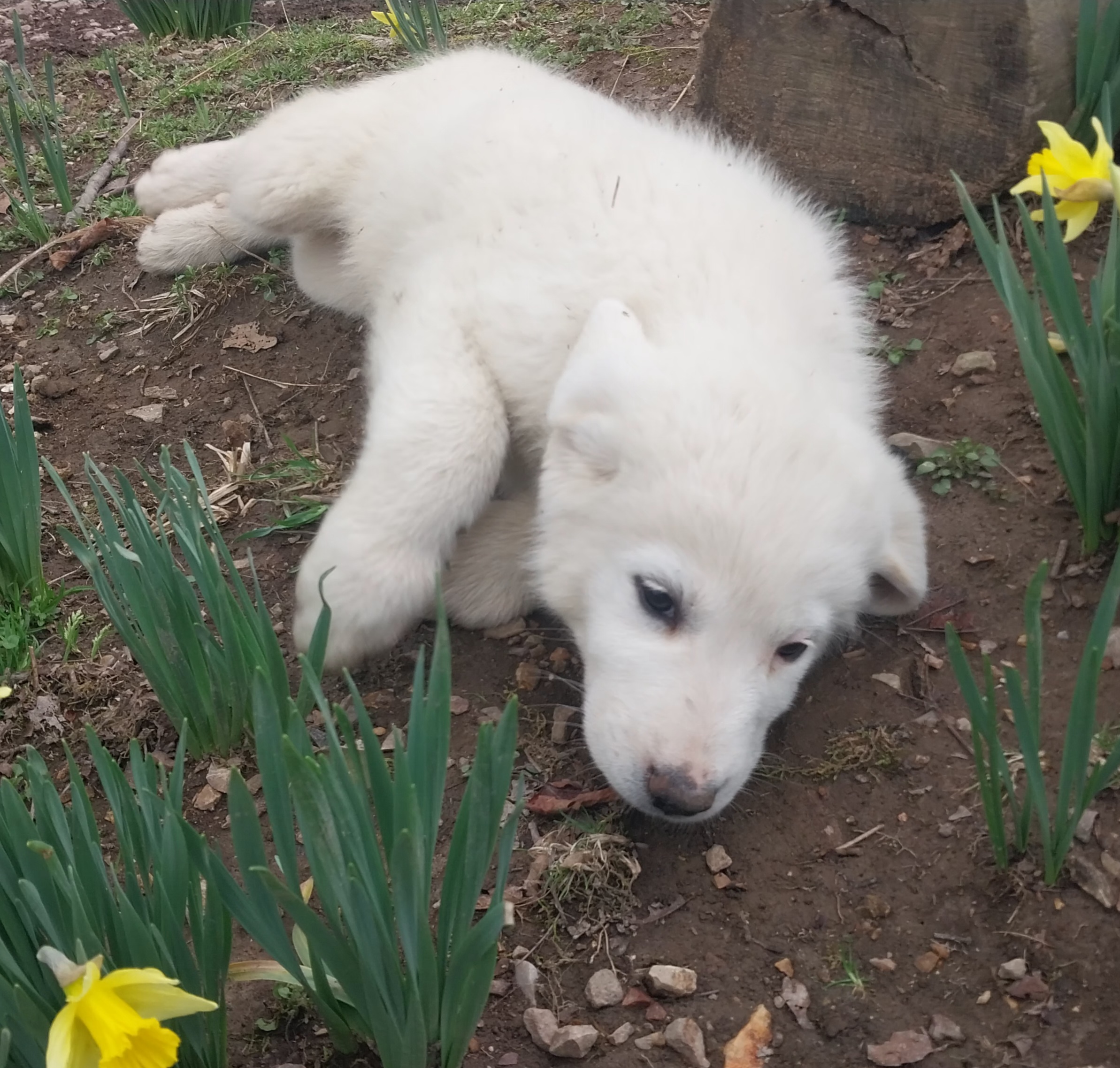 Pyrenees Puppies image 2