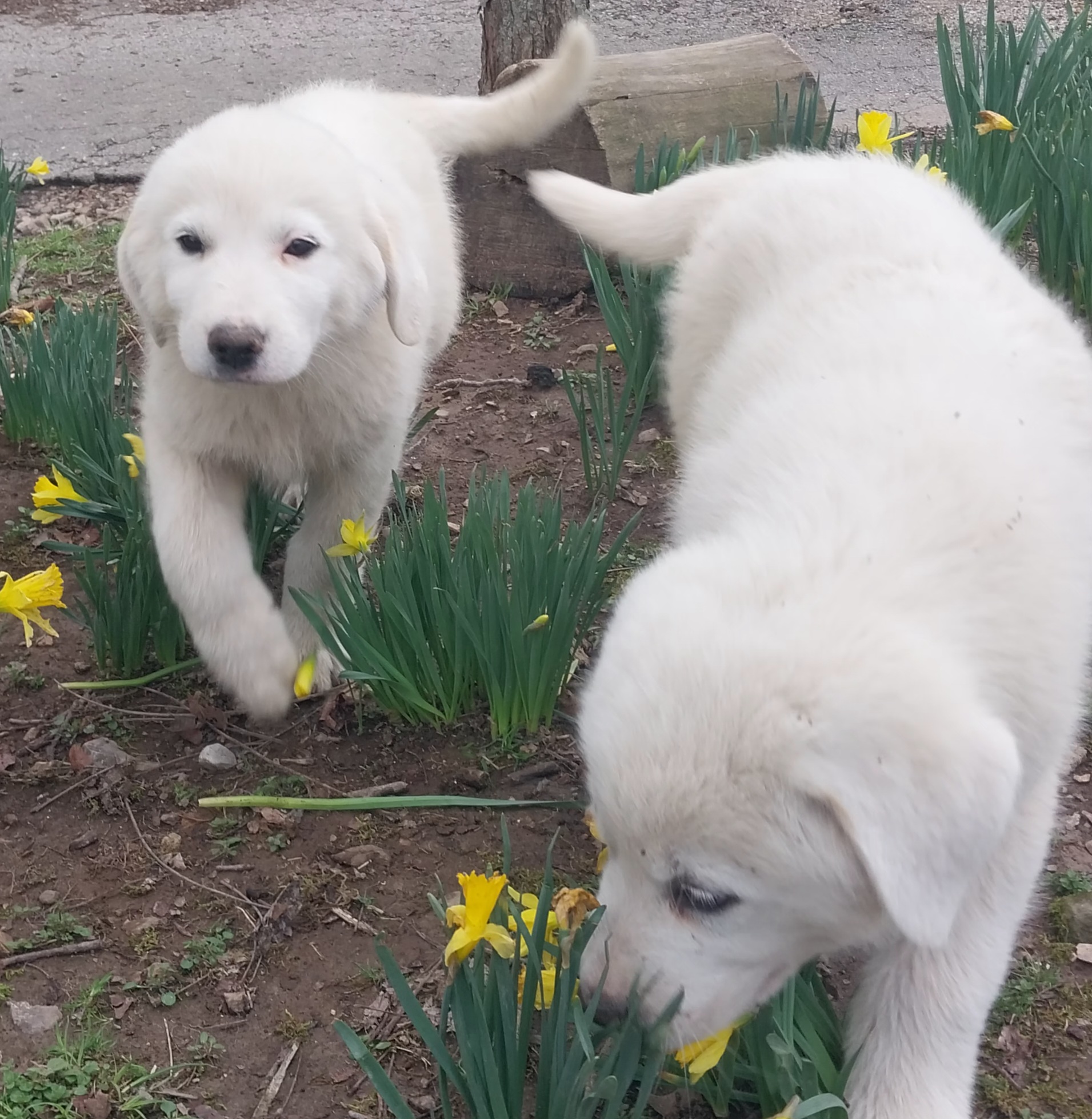 Pyrenees Puppies image 3