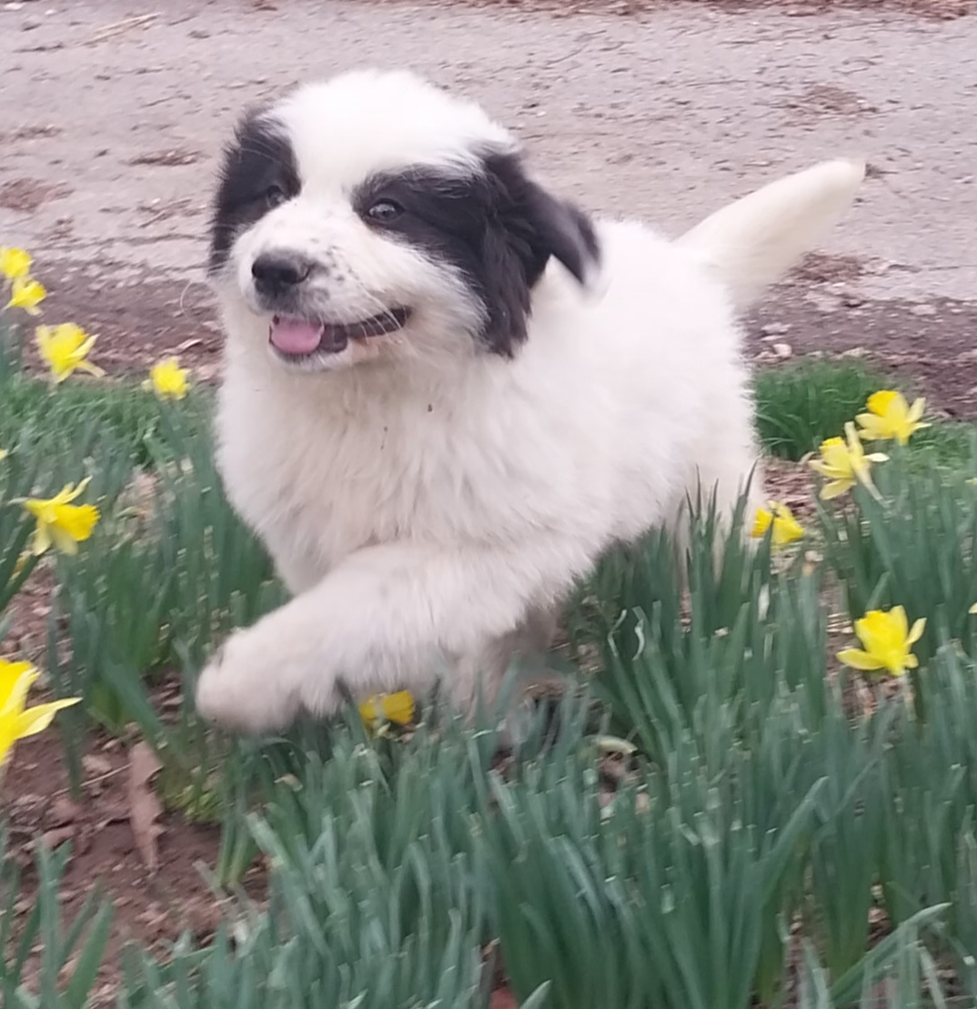 Pyrenees Puppies image 4