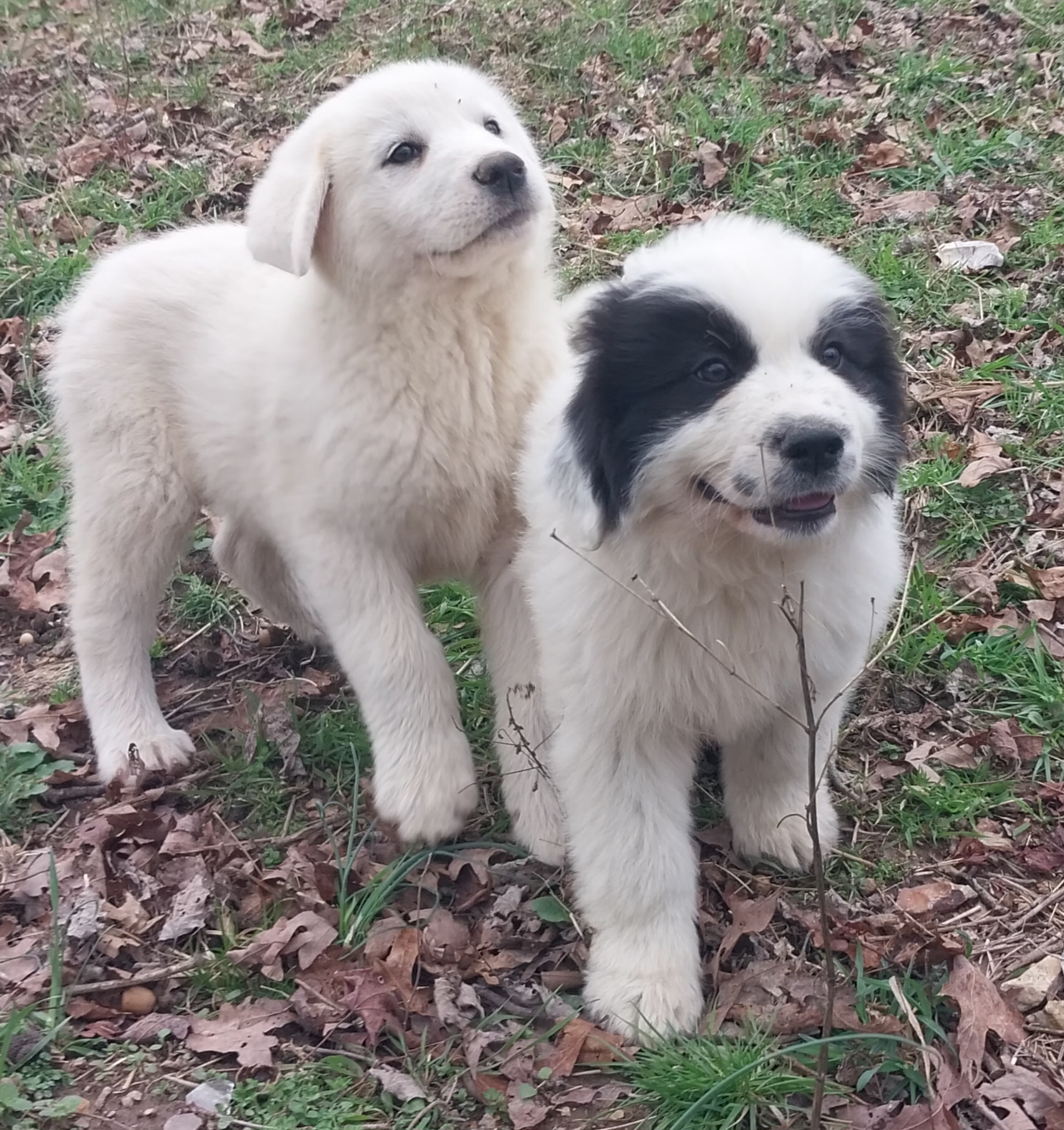 Pyrenees Puppies image 5