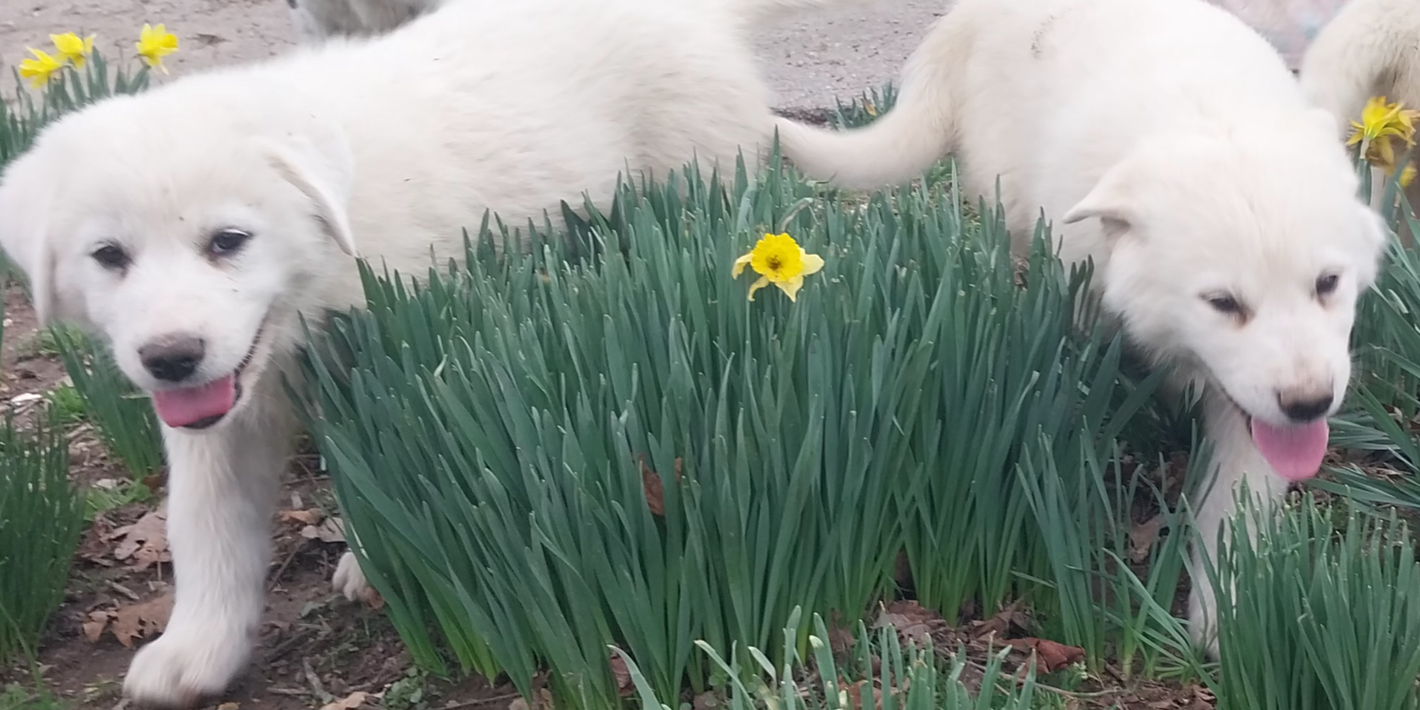 Pyrenees Puppies image 6