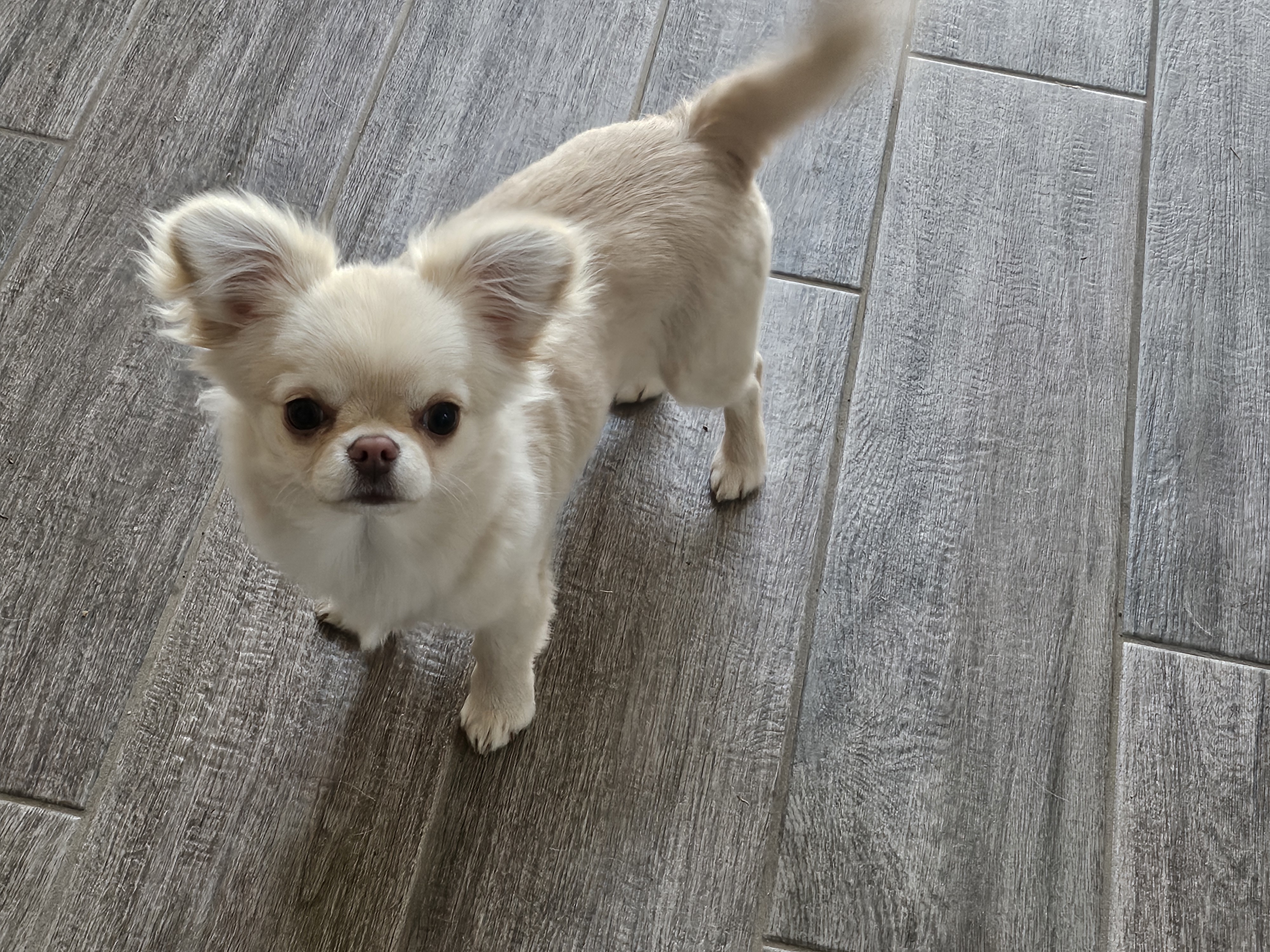 Cream Applehead Chihuahua Puppy image 1