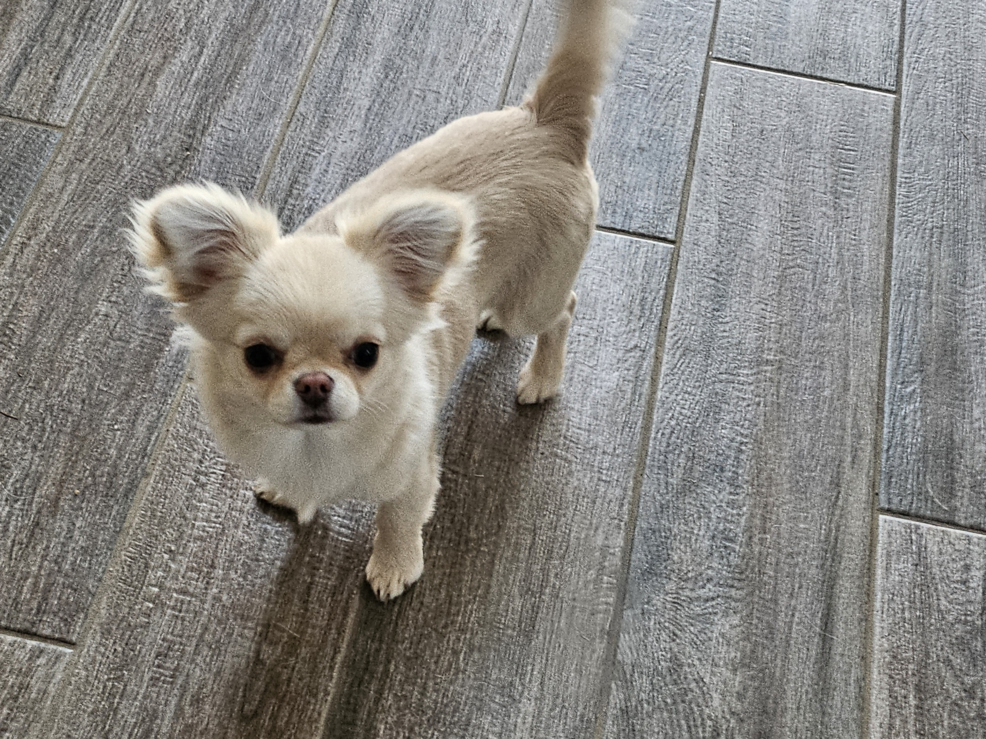 Gorgeous Cream Applehead Chihuahua Puppy image 1