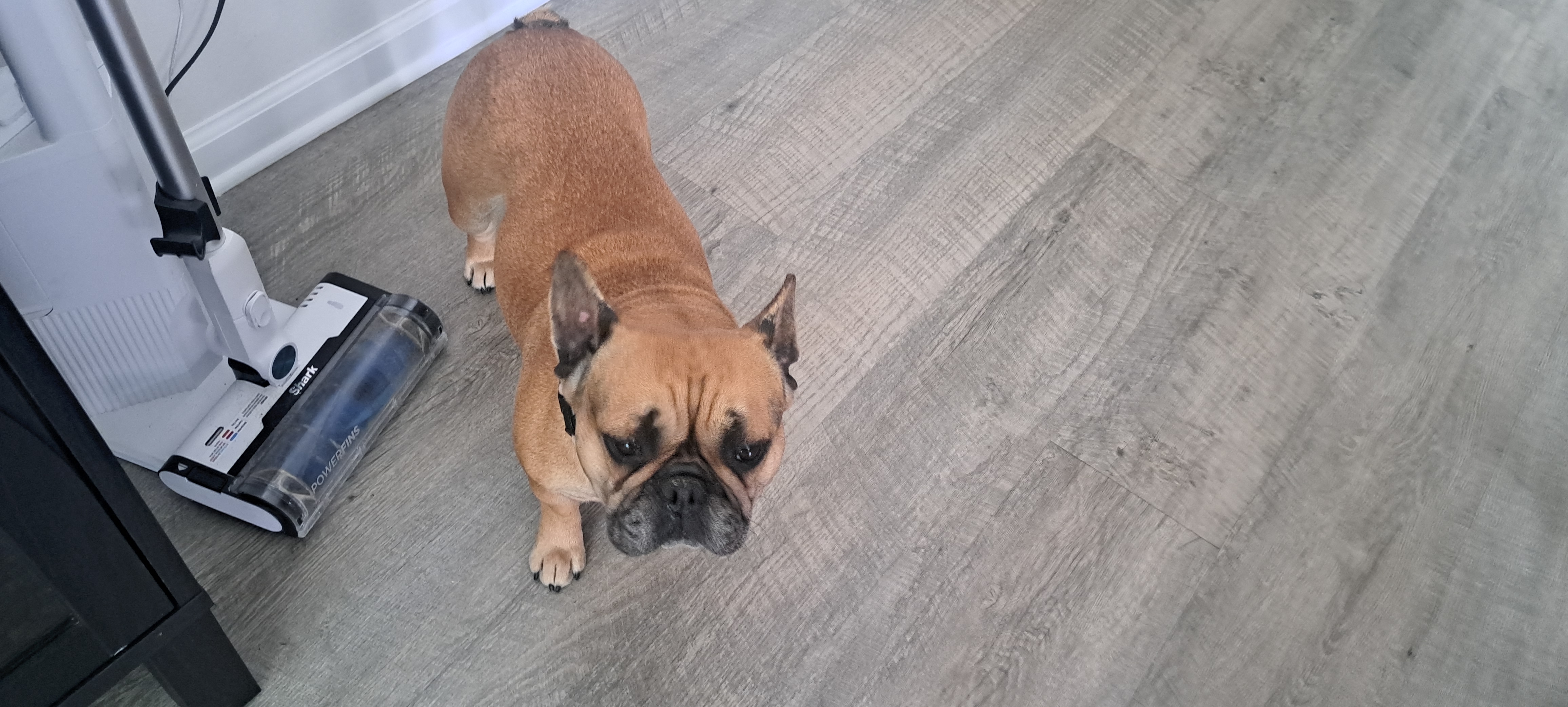 French bulldog image 2