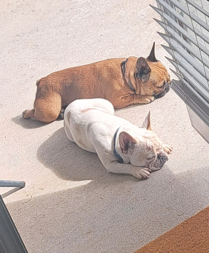 French bulldog image 1