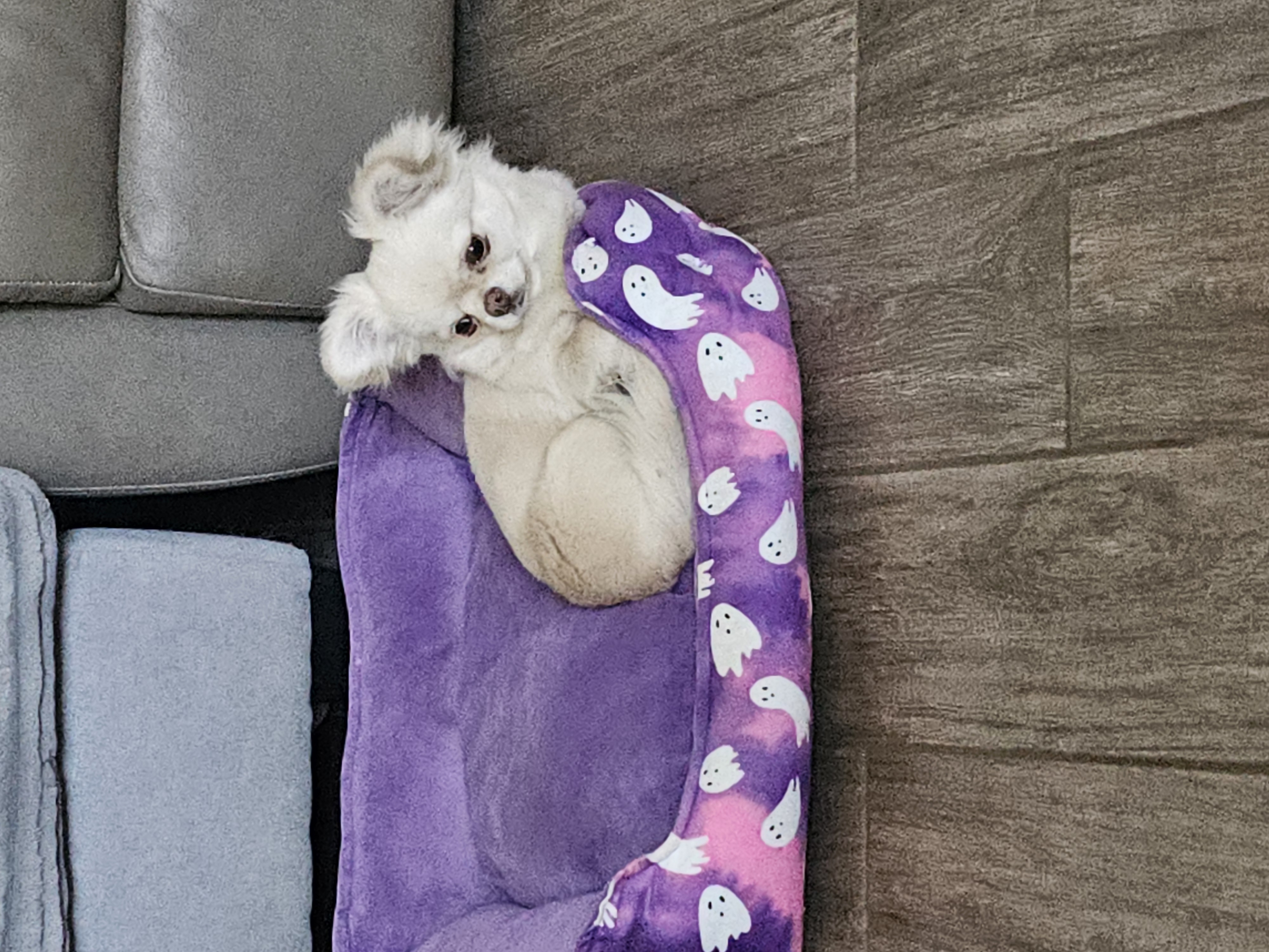 Cream Applehead Chihuahua Puppy image 4