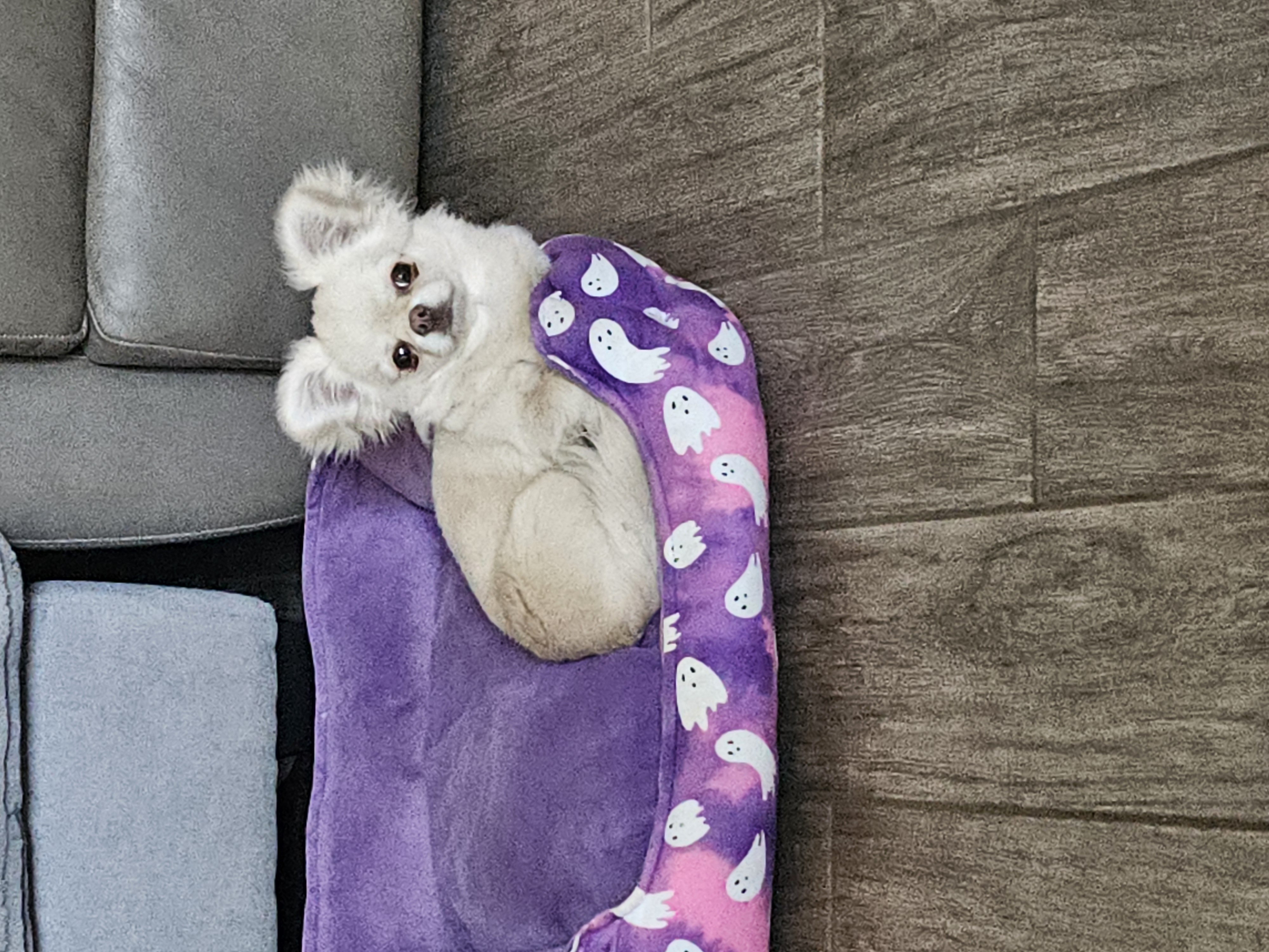Cream Applehead Chihuahua Puppy image 2