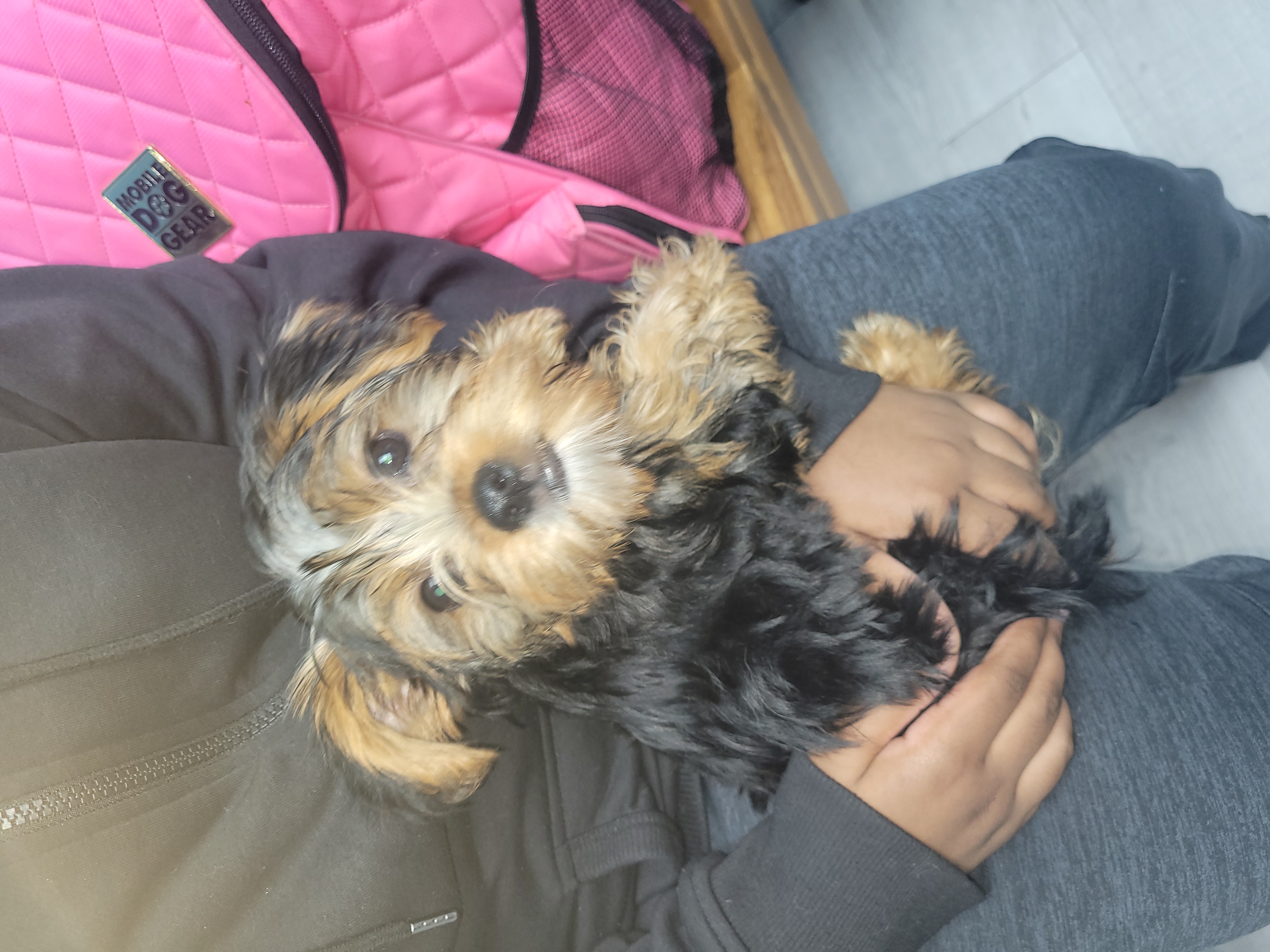 Yorkie Puppies image 2
