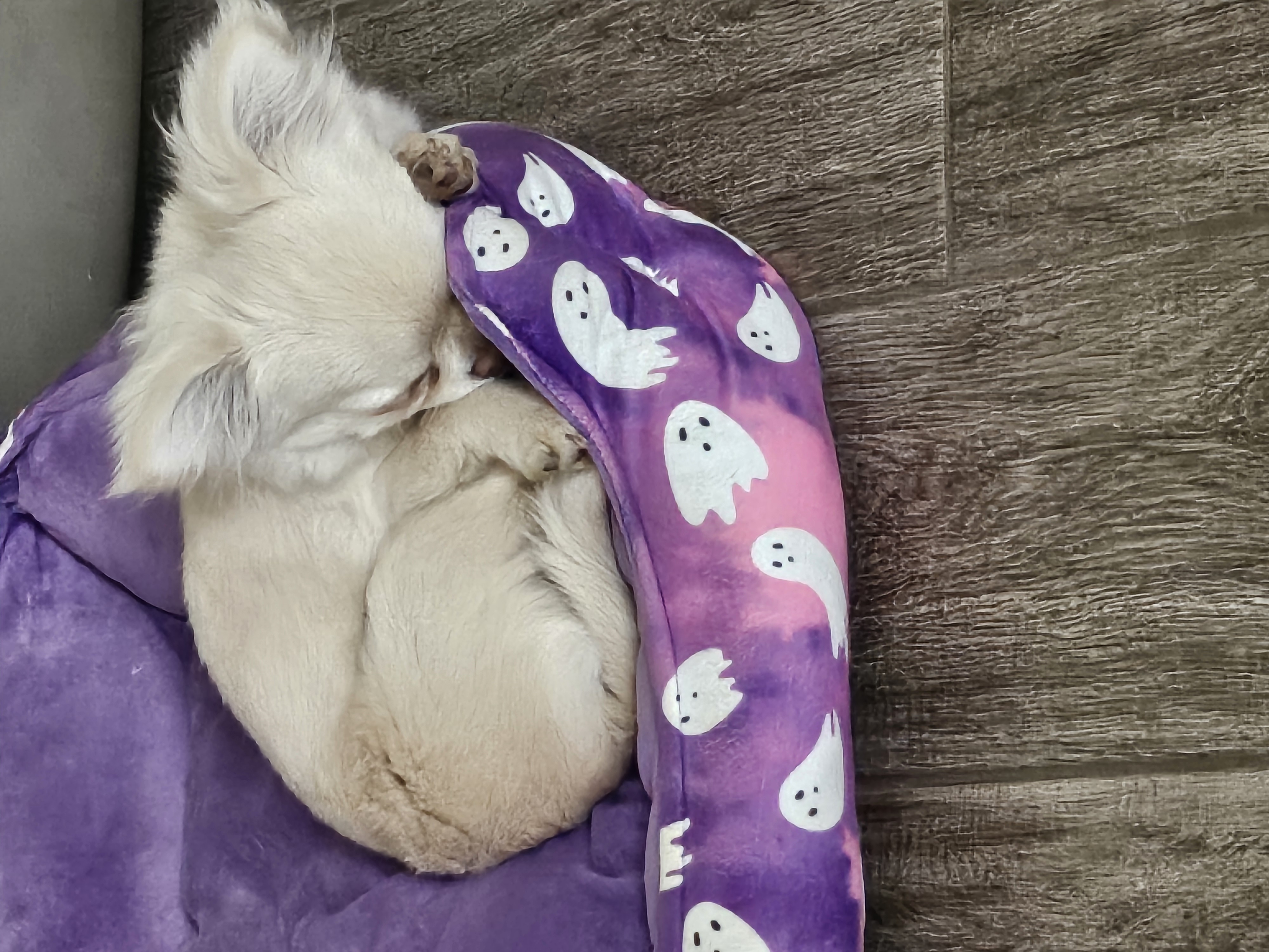Gorgeous Cream Applehead Chihuahua Puppy image 4