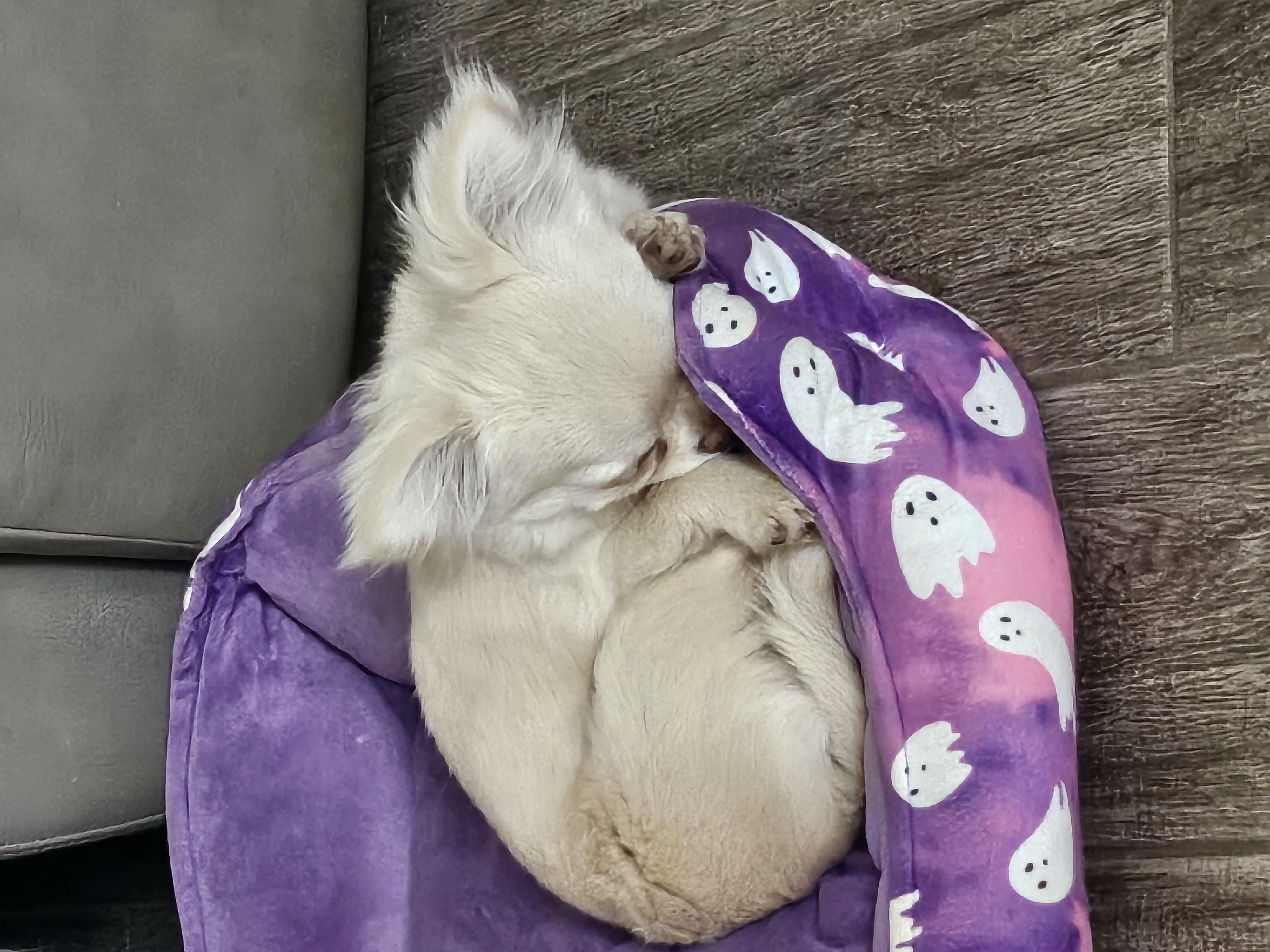 Cream Applehead Chihuahua Puppy image 3