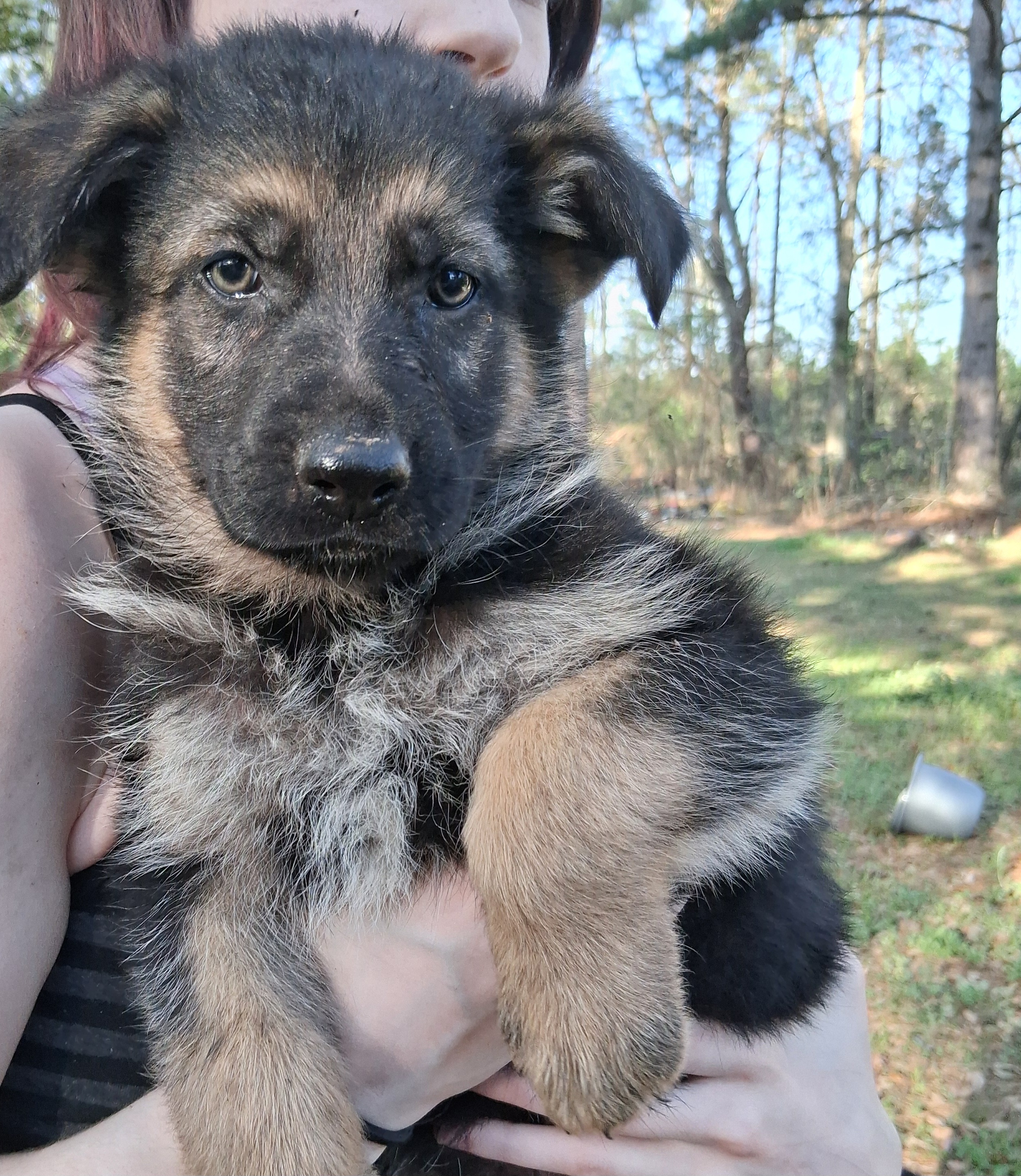German Shepherd puppies image 1