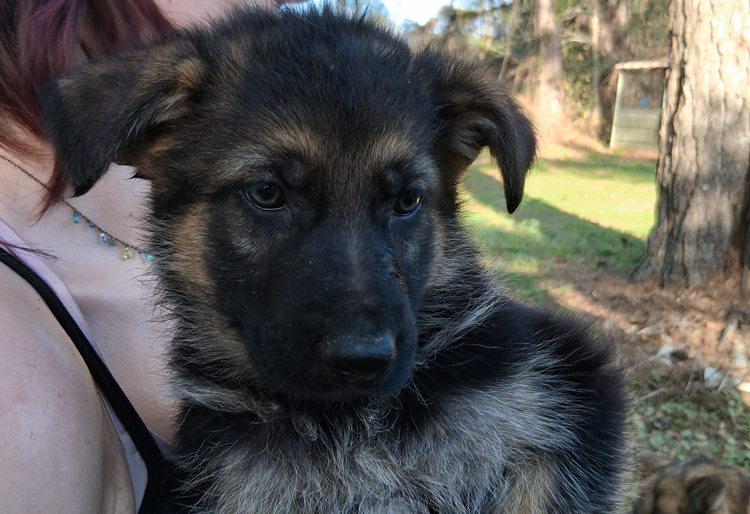 German Shepherd puppies image 2