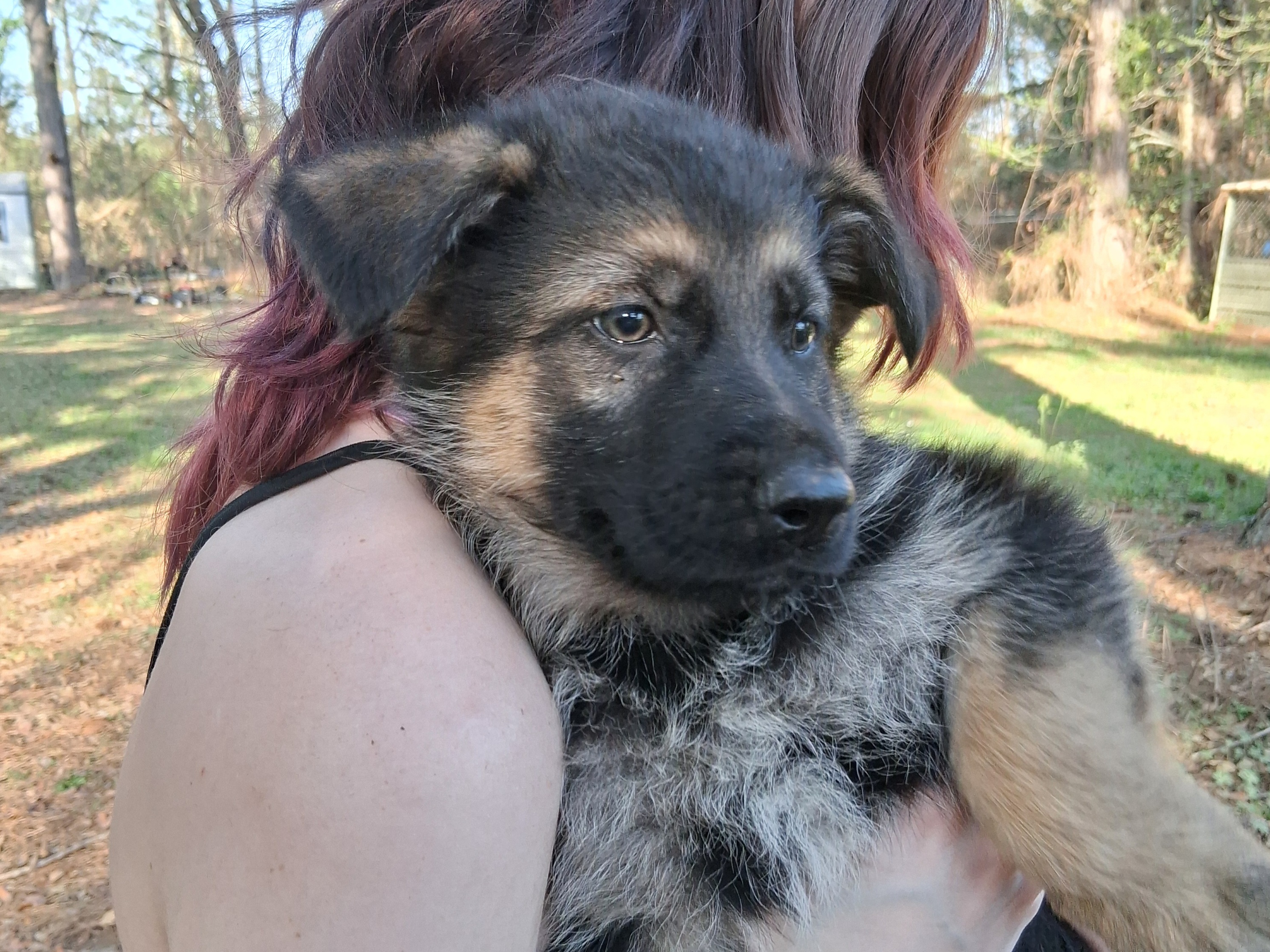 German Shepherd puppies image 3