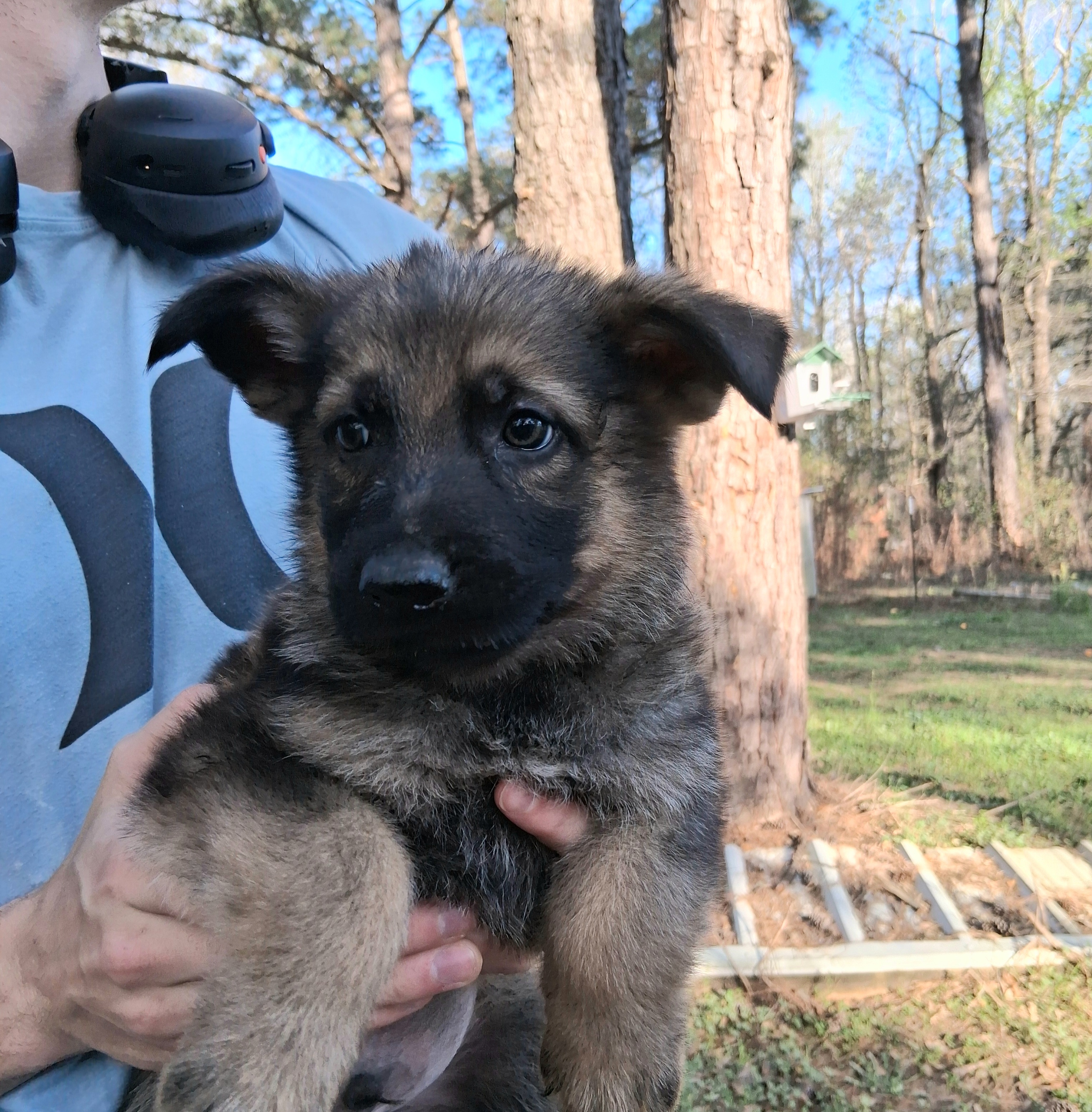 German Shepherd puppies image 6