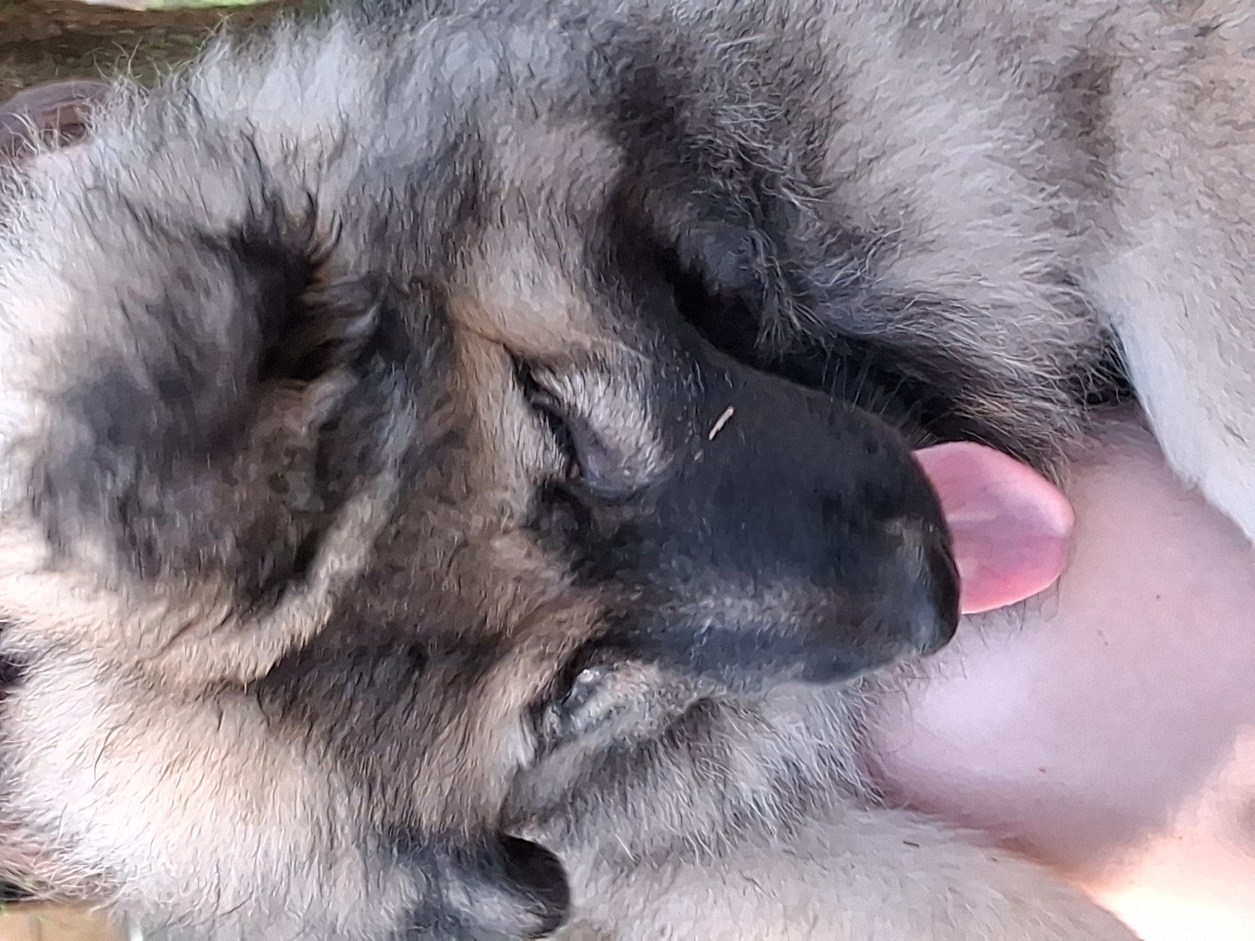 German Shepherd puppies image 10