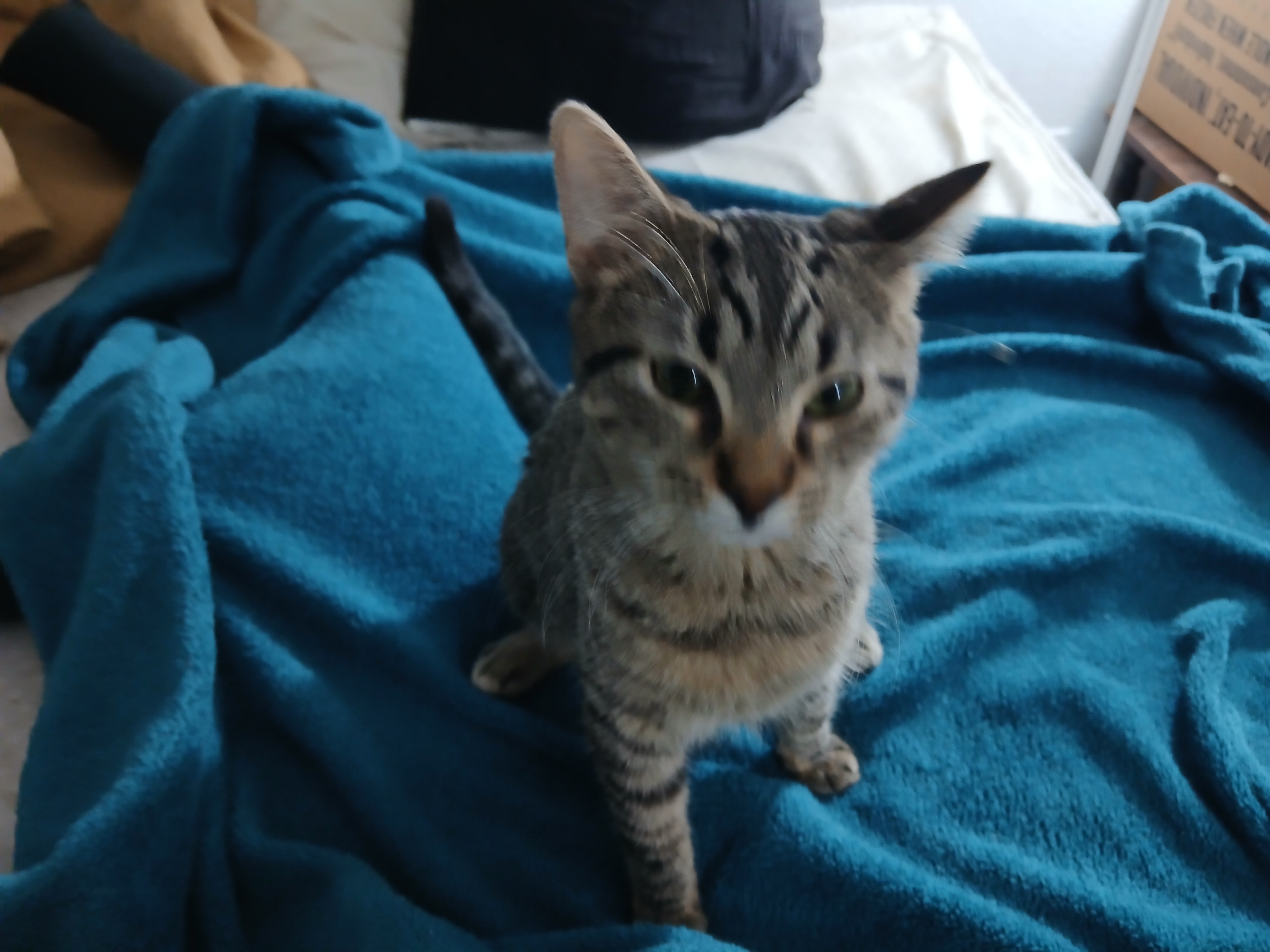Male cat image 2