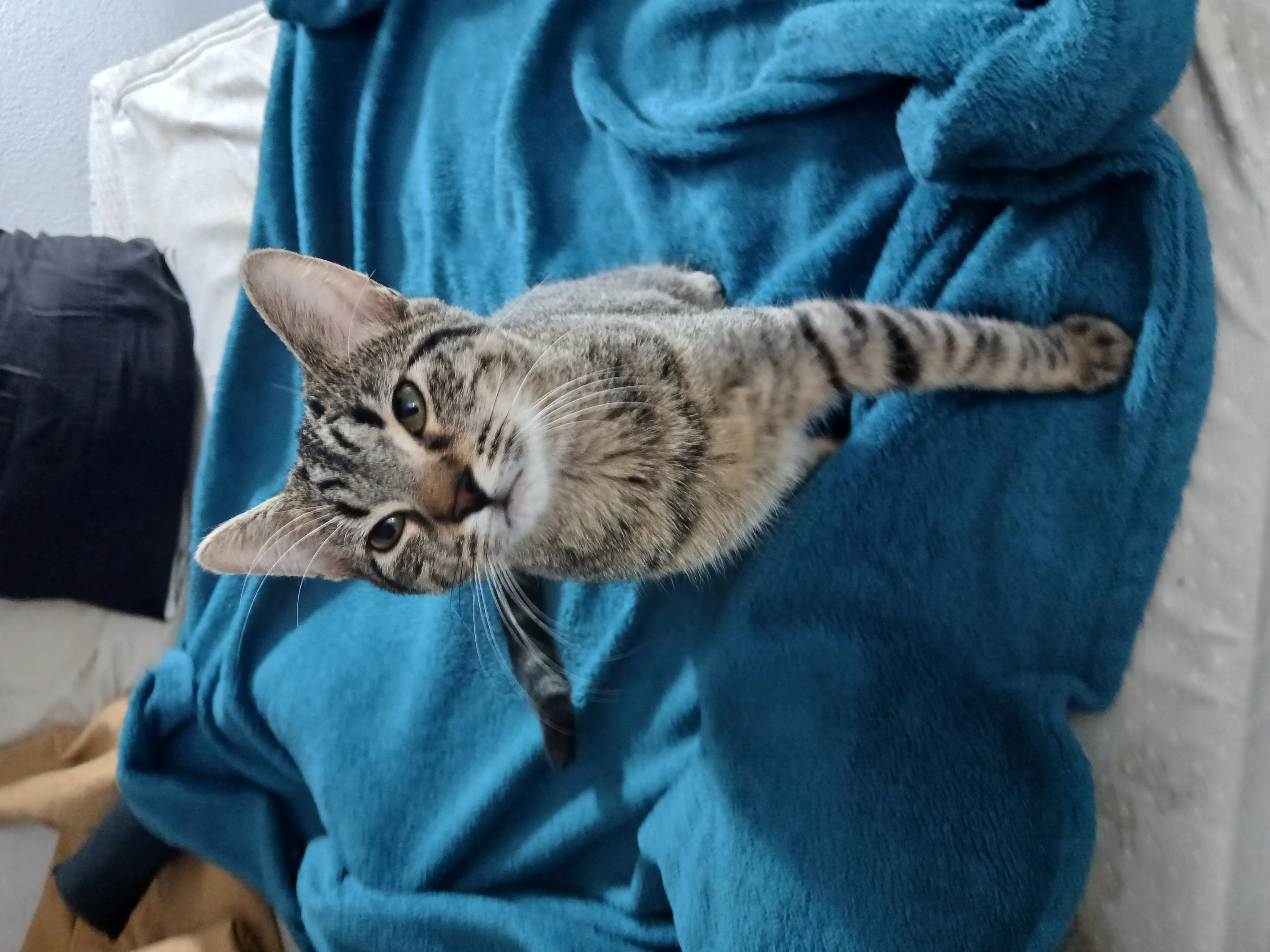 Male cat image 3