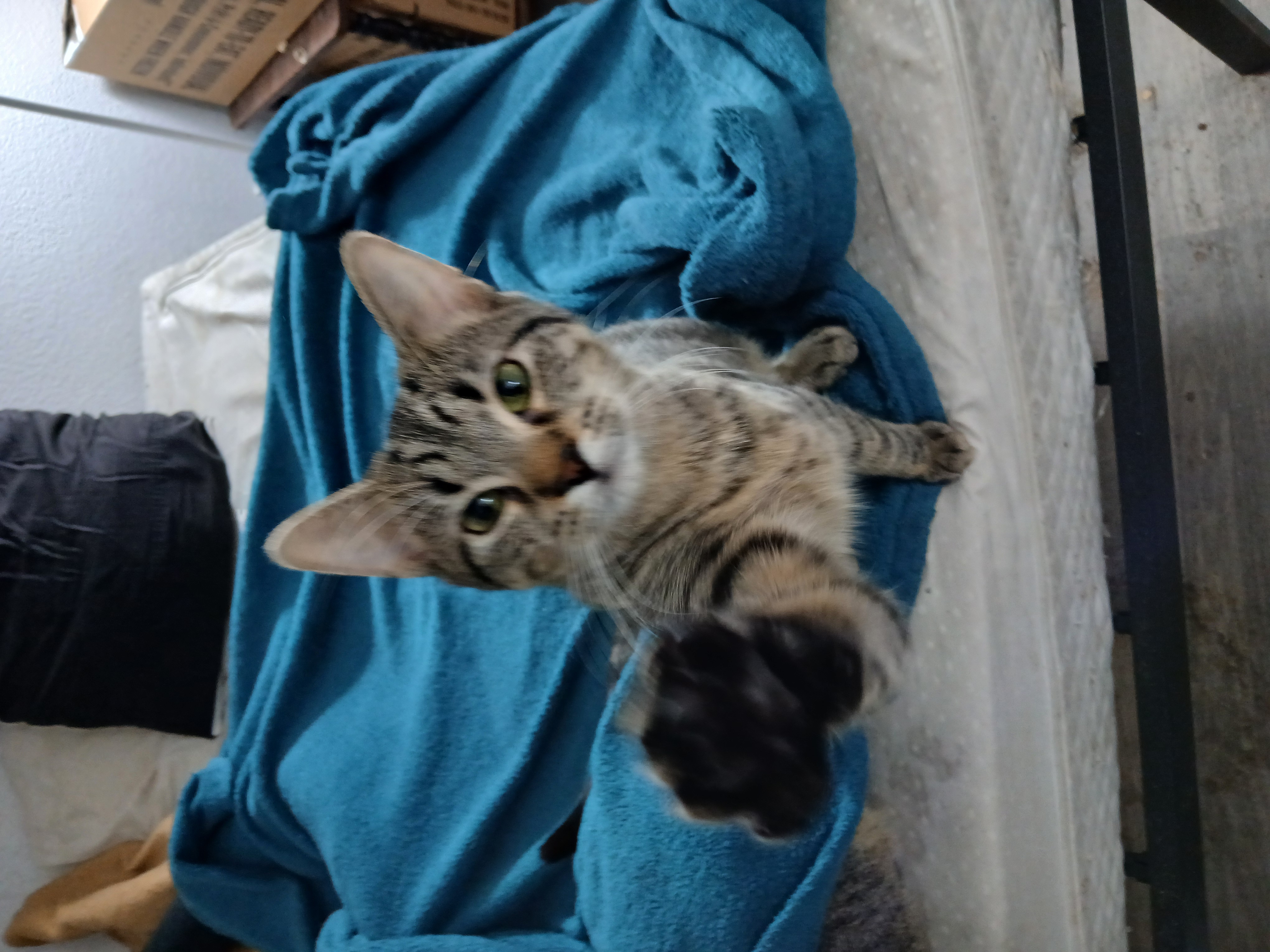 Male cat image 1