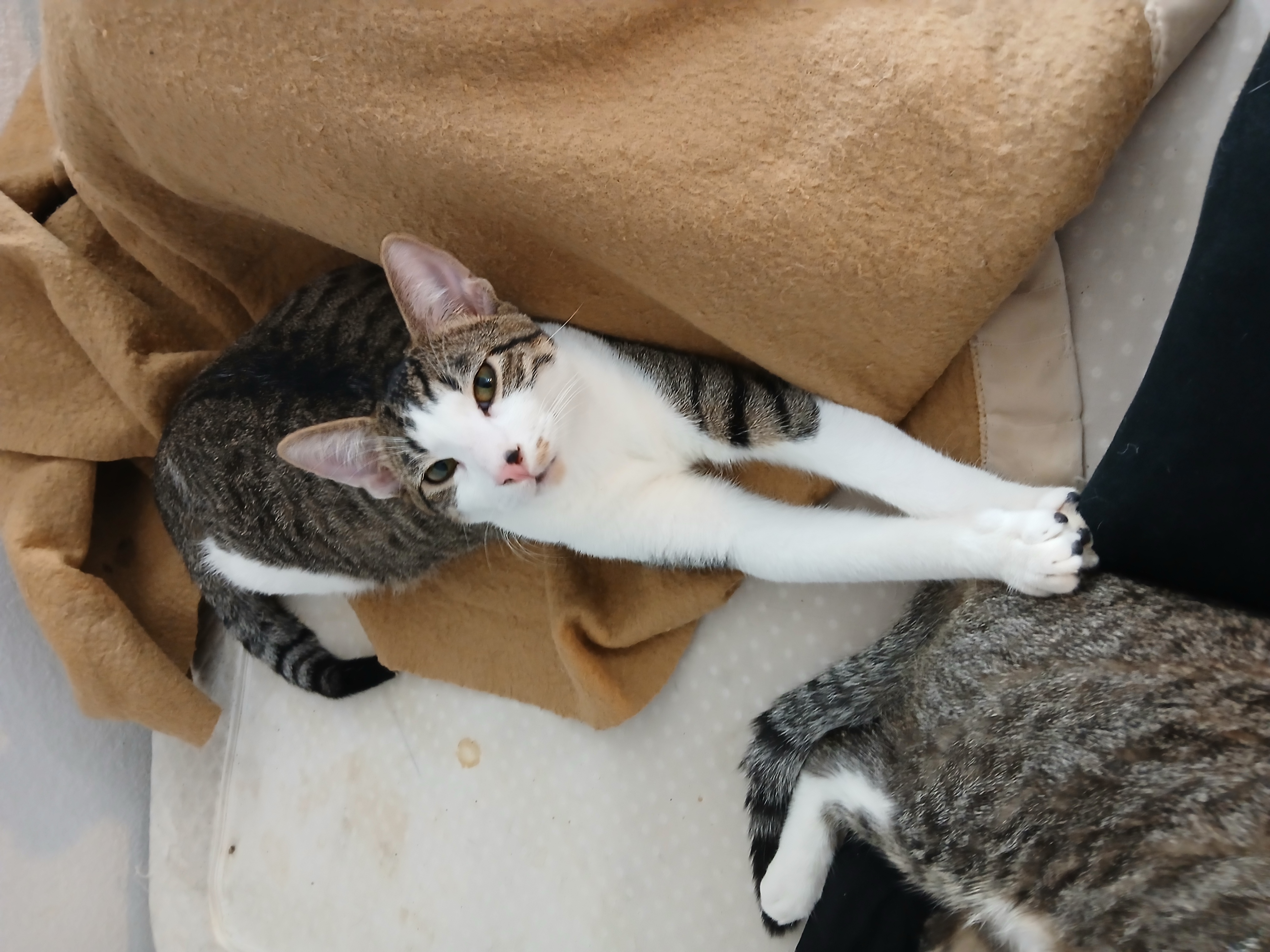 Male cat image 2