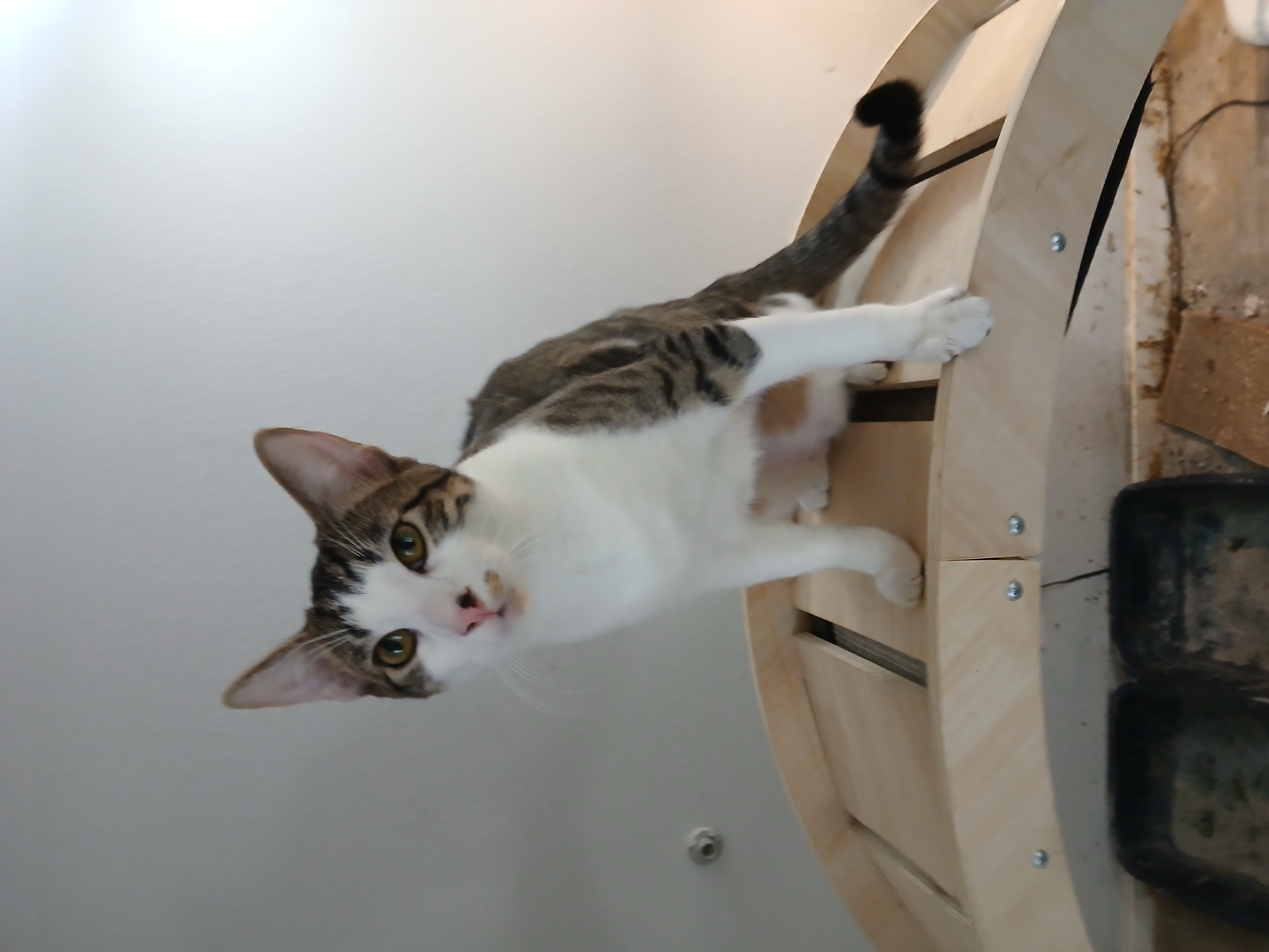 Male cat image 1