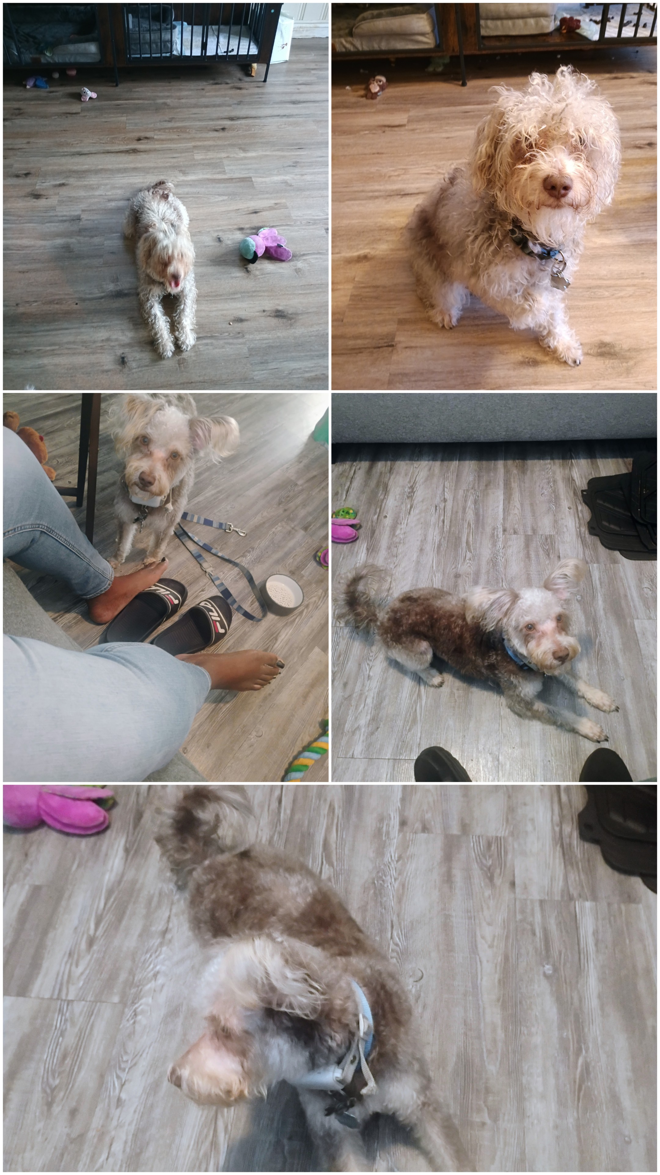 Rehoming my schnoodle image 2
